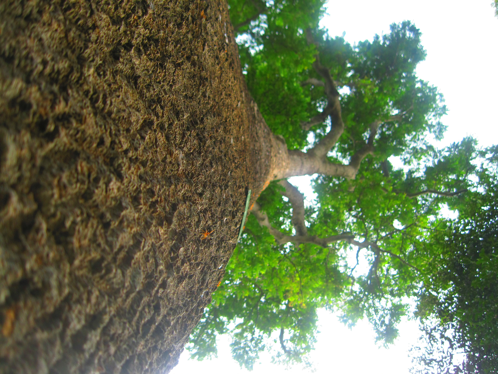 Canon PowerShot A3100 IS sample photo. Huge tree photography