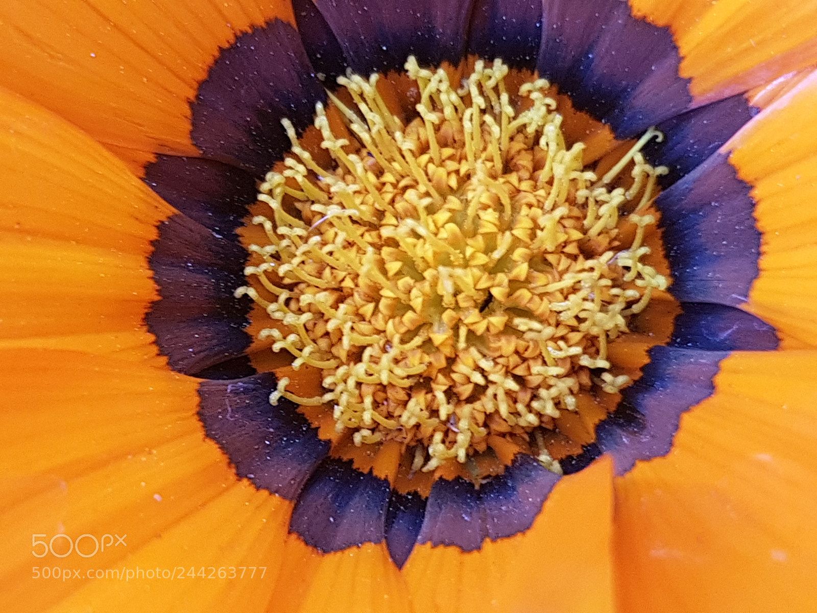 Samsung Galaxy S7 sample photo. Center & orange photography