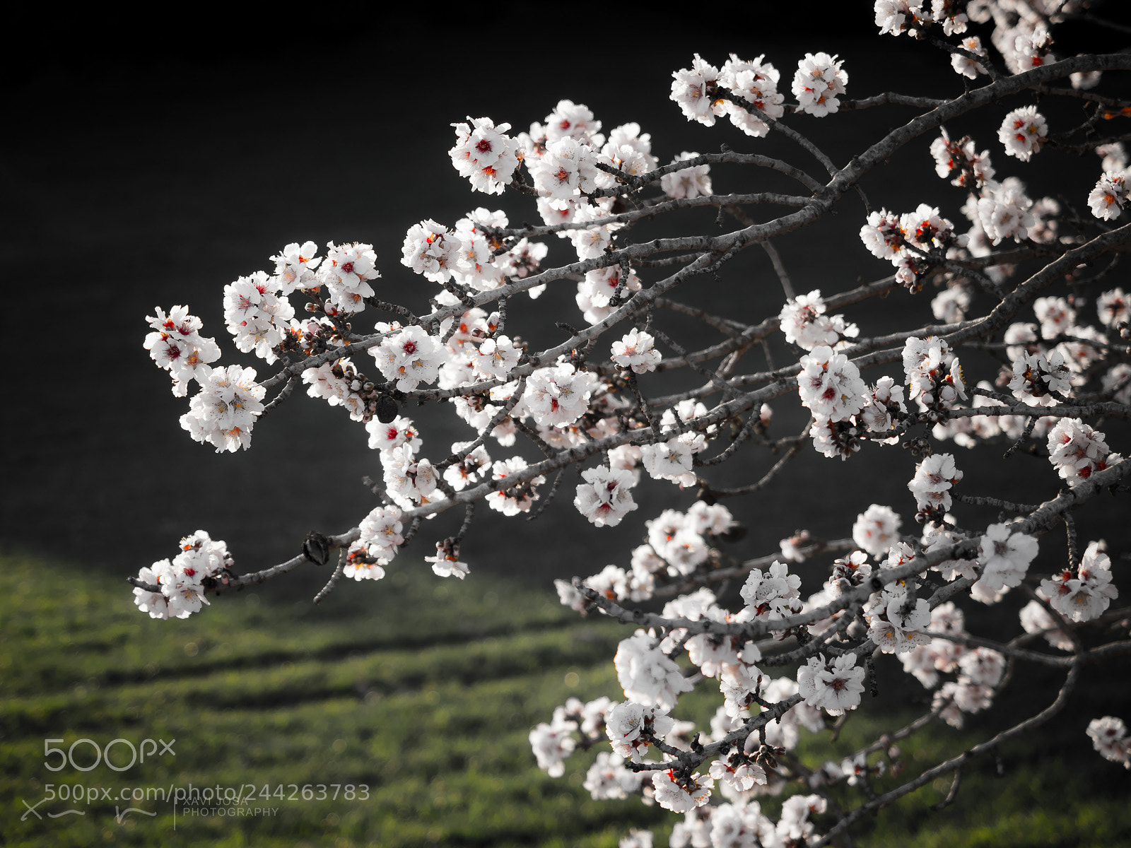 Olympus OM-D E-M1 Mark II sample photo. Almond tree first floration.. photography
