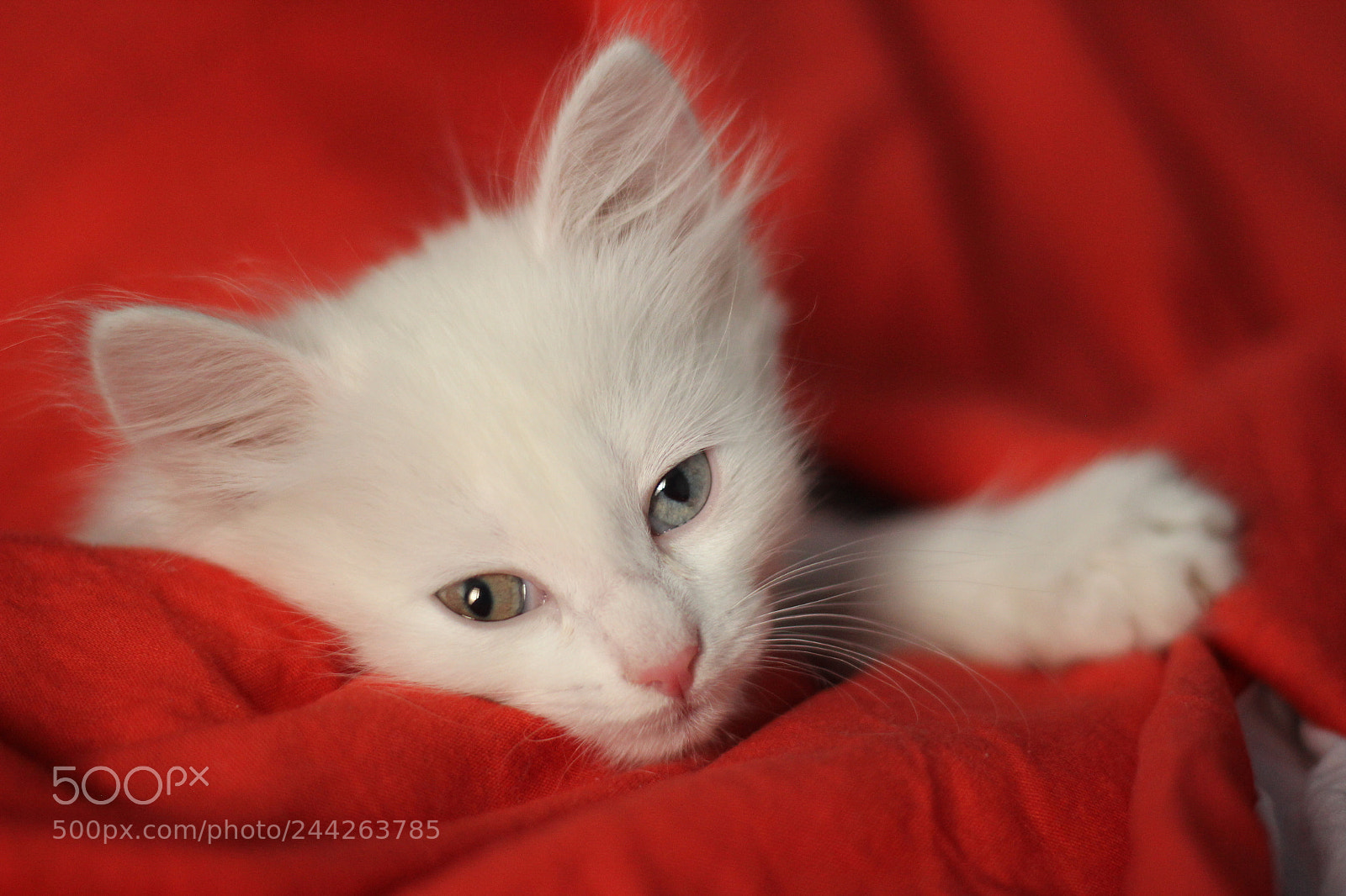 Canon EOS 600D (Rebel EOS T3i / EOS Kiss X5) + Canon EF 50mm F1.8 II sample photo. Turkish angora photography