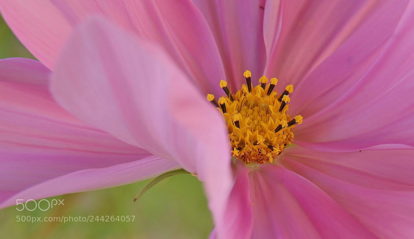 Sony Alpha DSLR-A380 sample photo. A pink cosmo ... photography