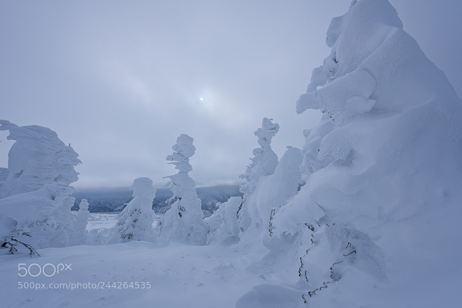 Nikon D810 sample photo. Snow monster photography