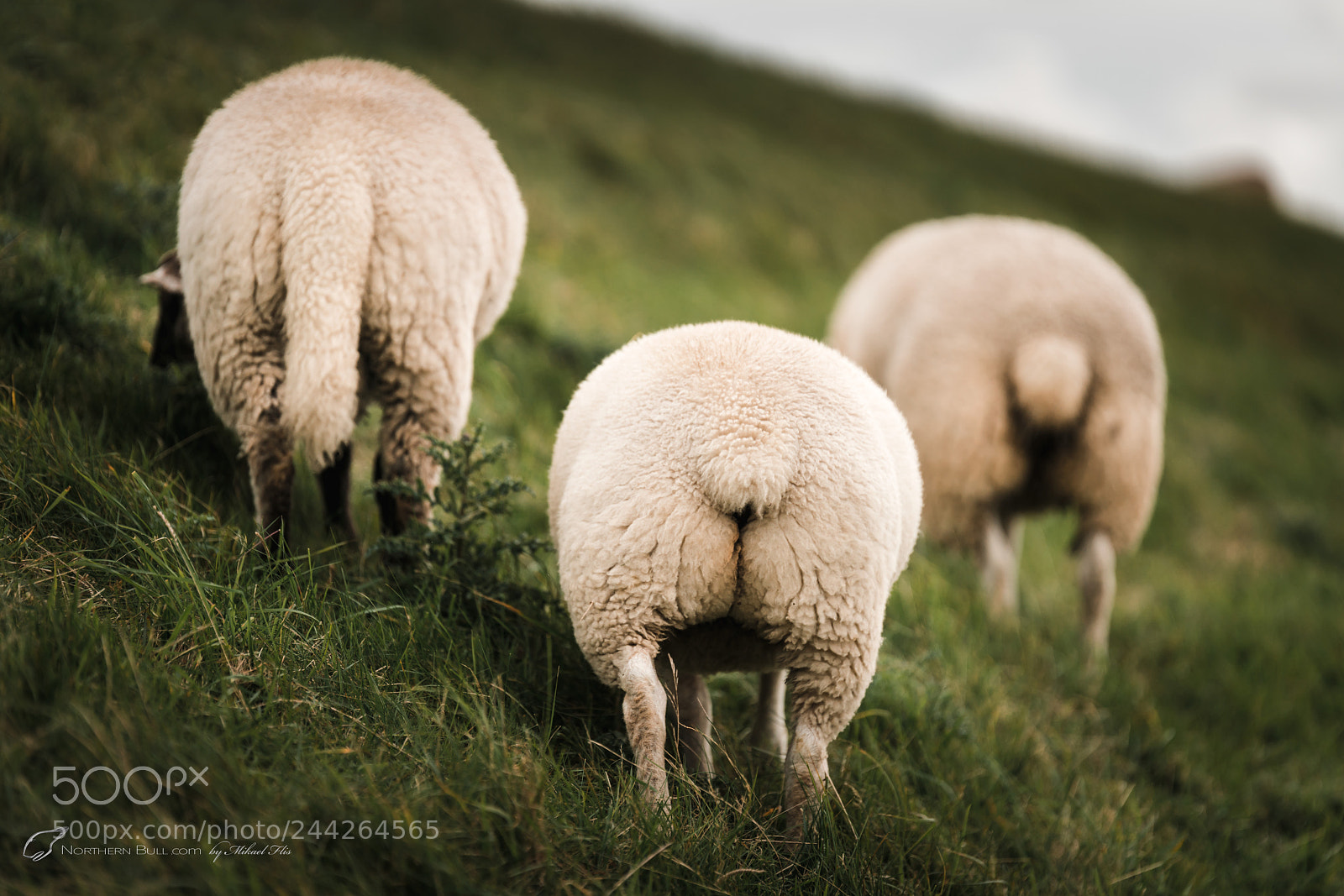 Sony a7R II sample photo. Butt butt butt photography