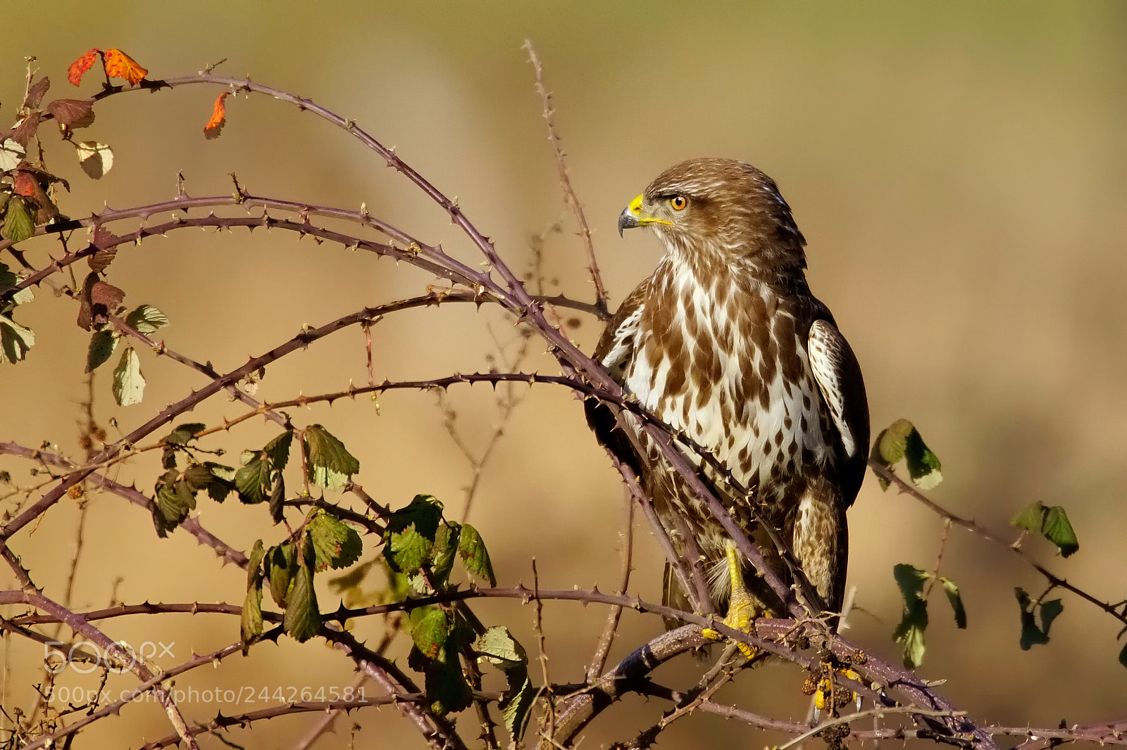 Sony ILCA-77M2 sample photo. Falcon photography