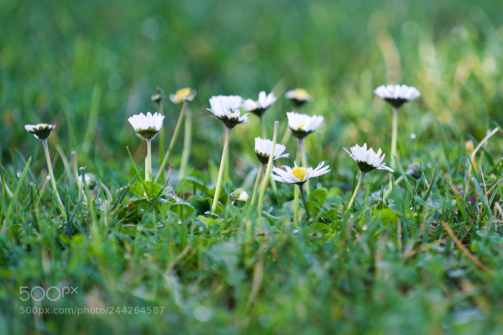 Sony a9 sample photo. I can't wear this photography