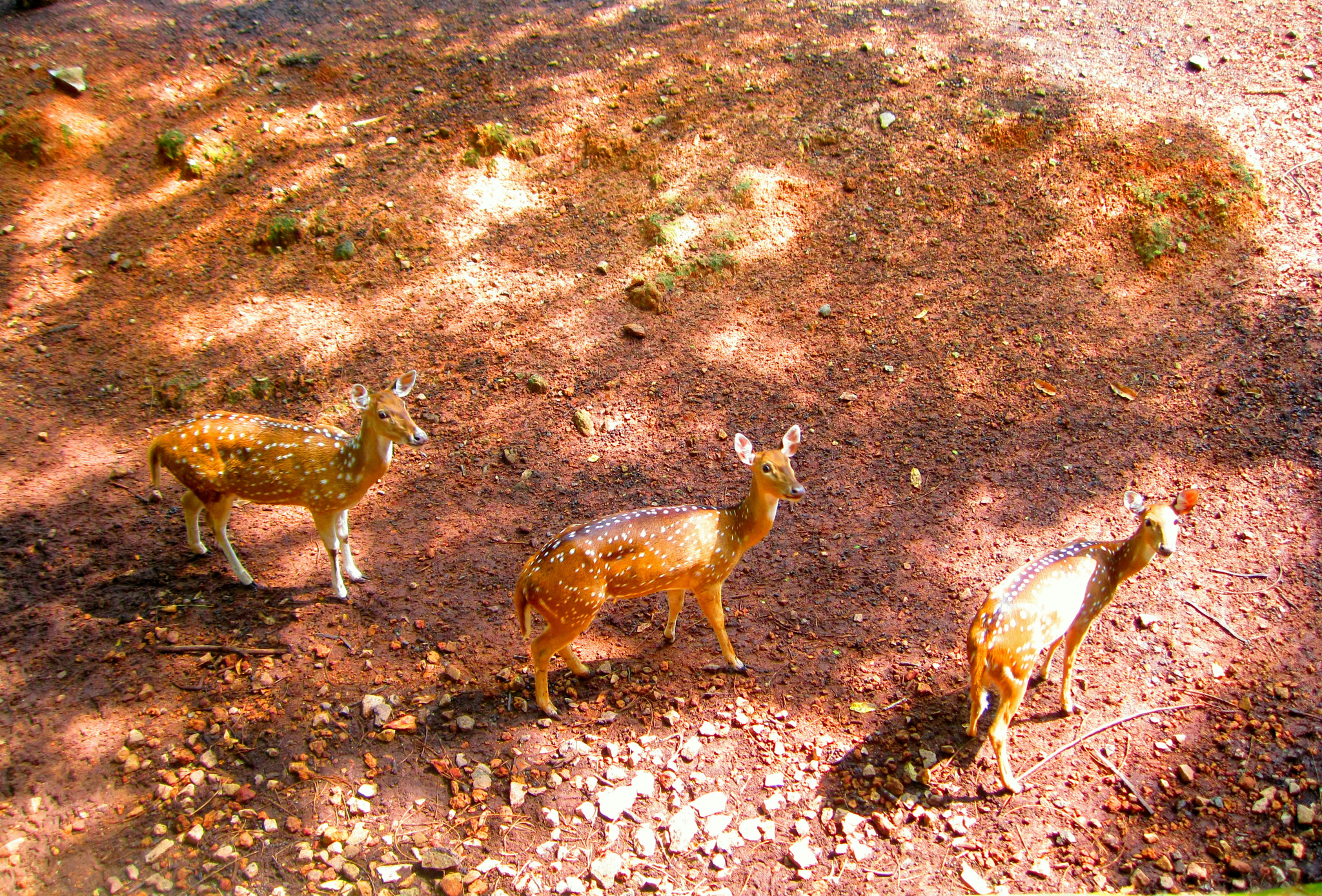 Canon PowerShot A3100 IS sample photo. Startled dotted cute deers  photography