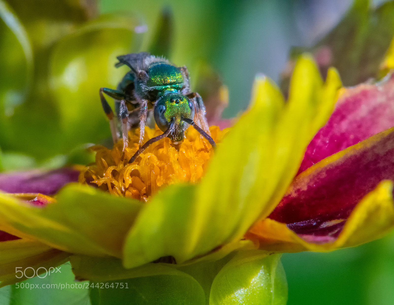 Nikon D500 sample photo. Jardin photography