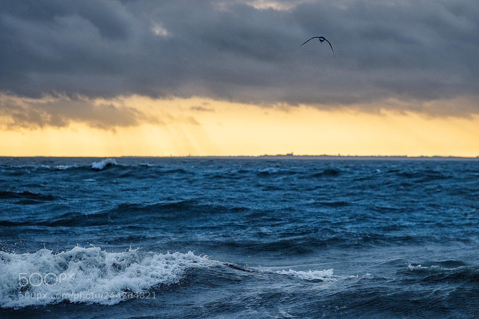 Fujifilm X-T2 sample photo. Seagull photography