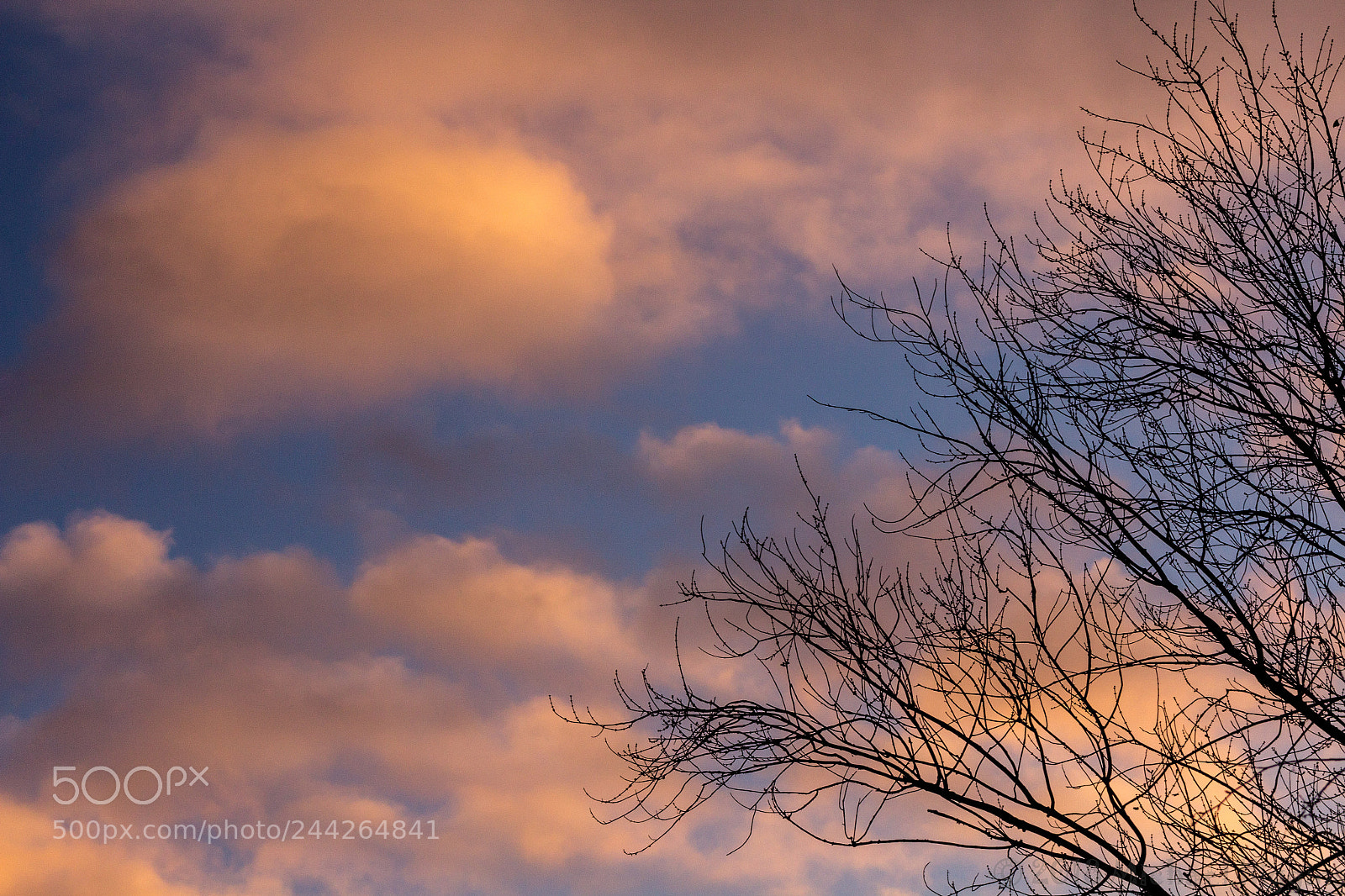 Canon EOS 1200D (EOS Rebel T5 / EOS Kiss X70 / EOS Hi) sample photo. Sunset in the trees photography