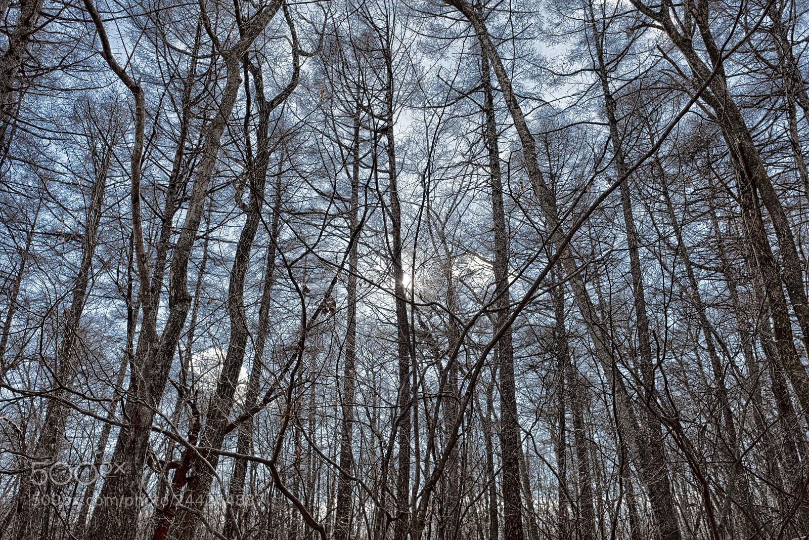 Fujifilm X-T2 sample photo. Karuizawa birds forest photography