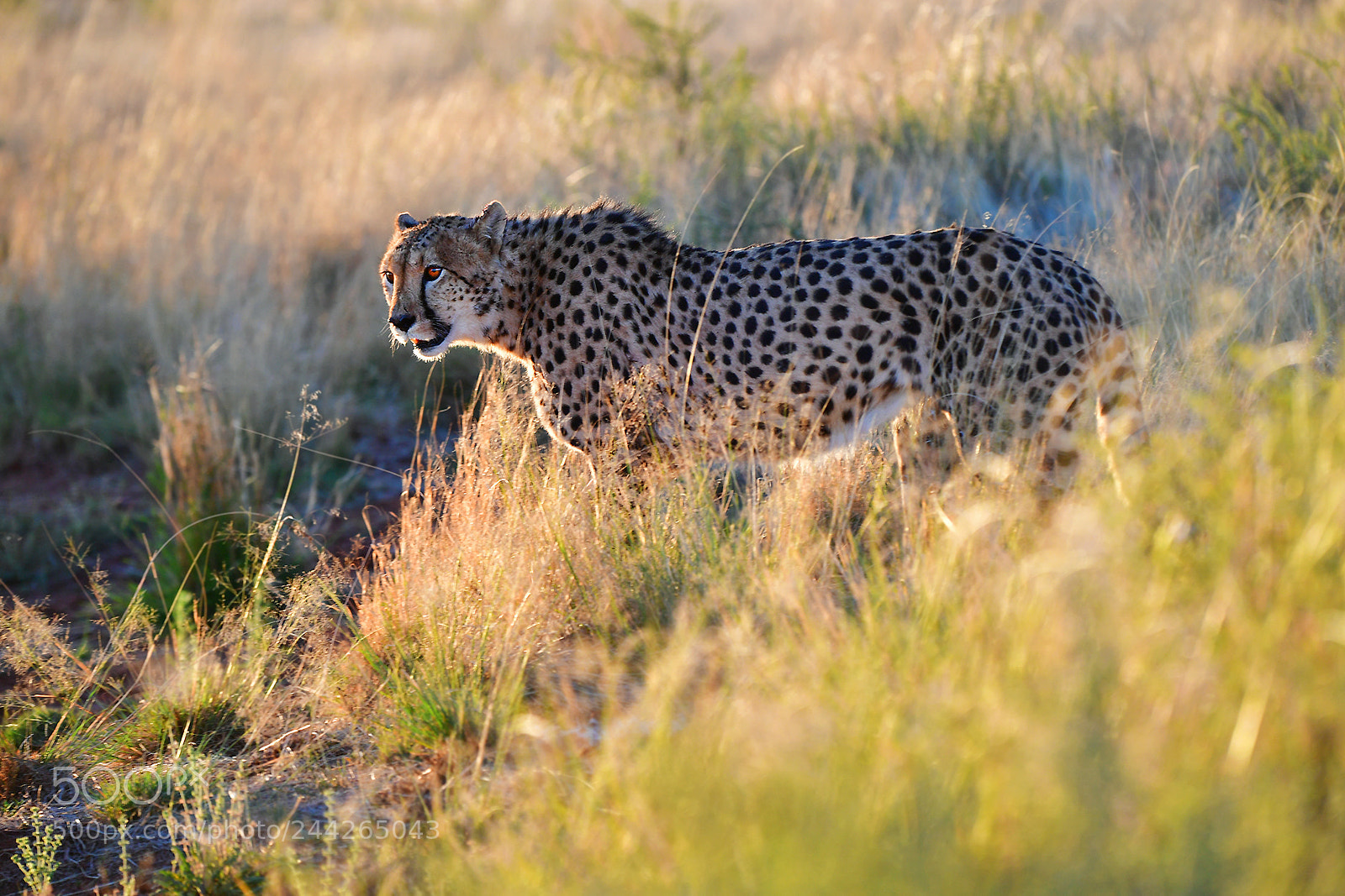 Nikon D5 sample photo. Cheetah photography