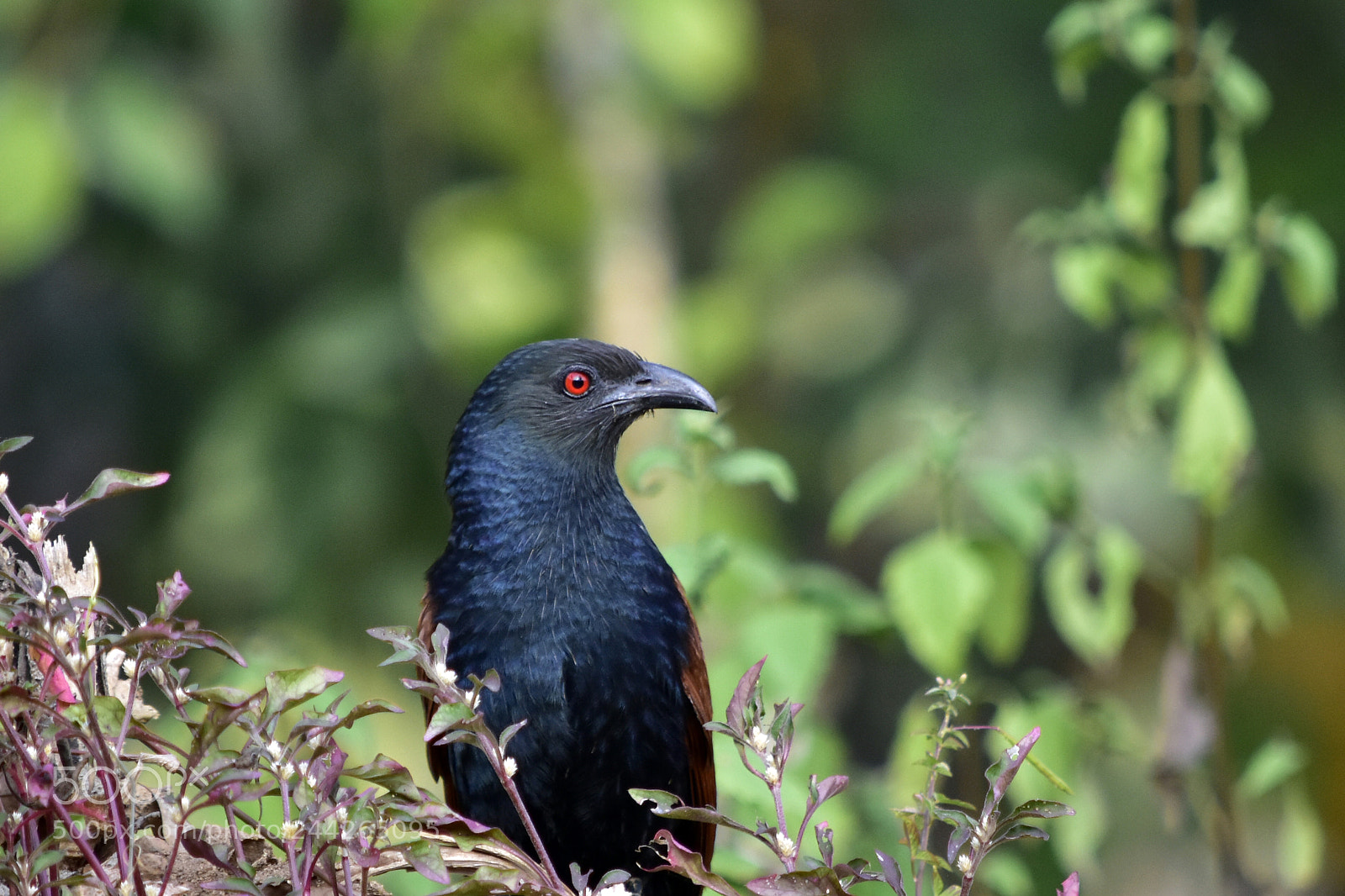 Nikon D3400 sample photo. Greater coucal (chempoth) photography