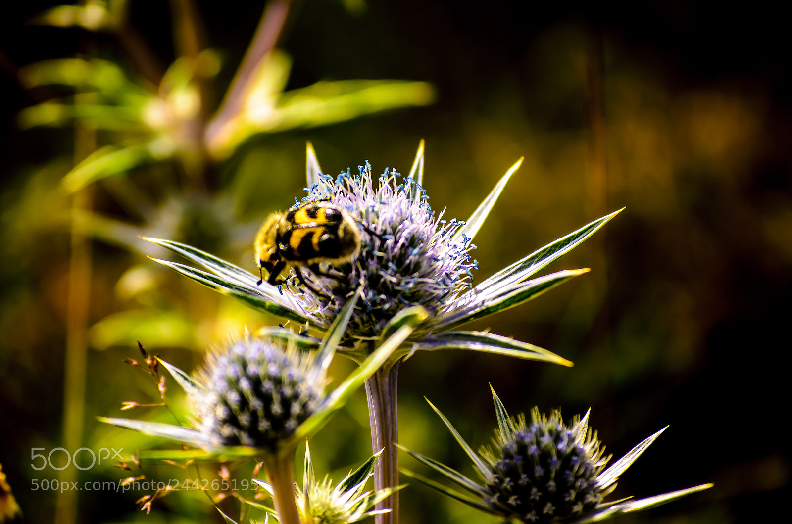 Nikon D5100 sample photo. The bee photography