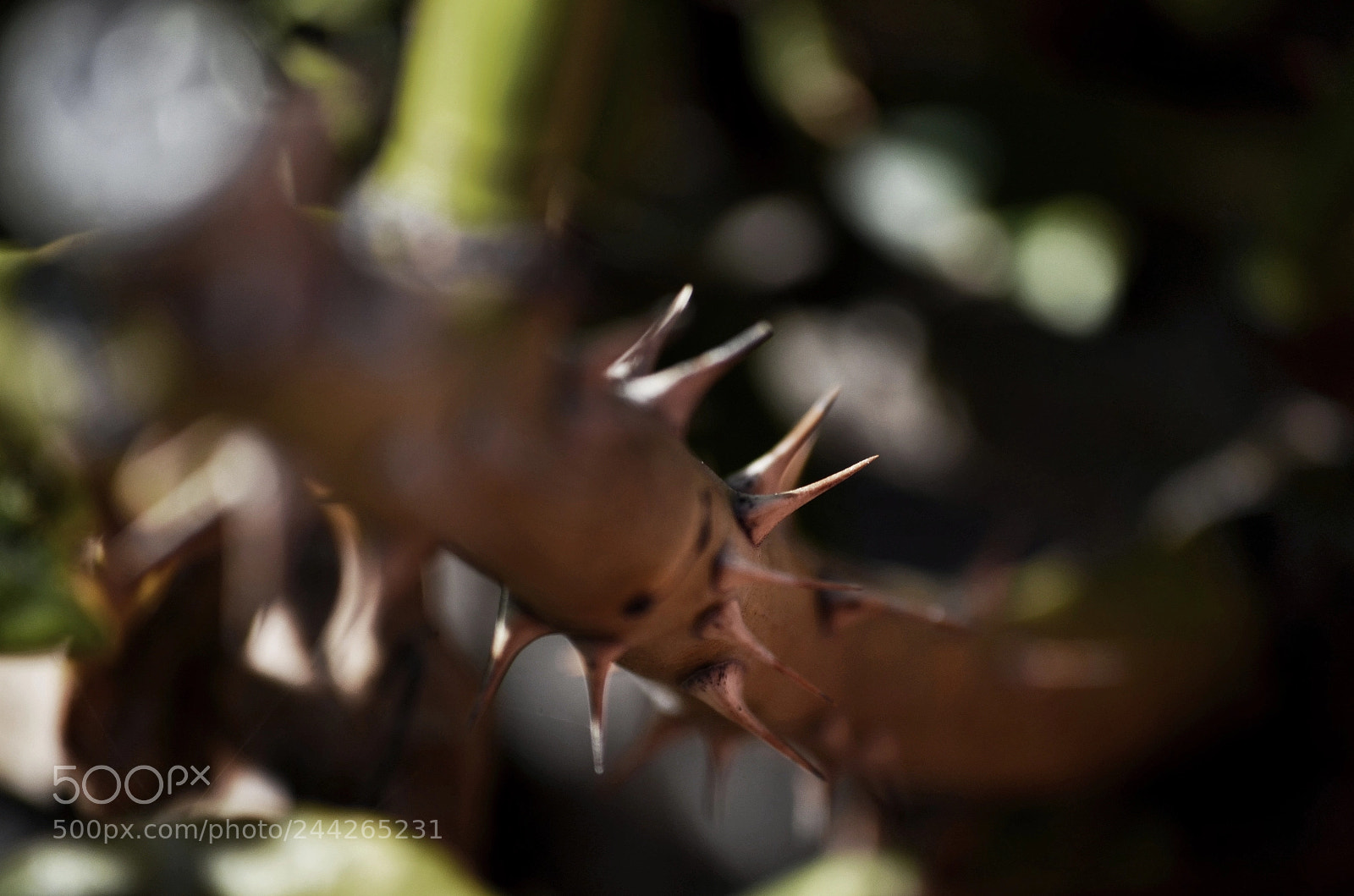 Nikon D5100 sample photo. Untitled photography