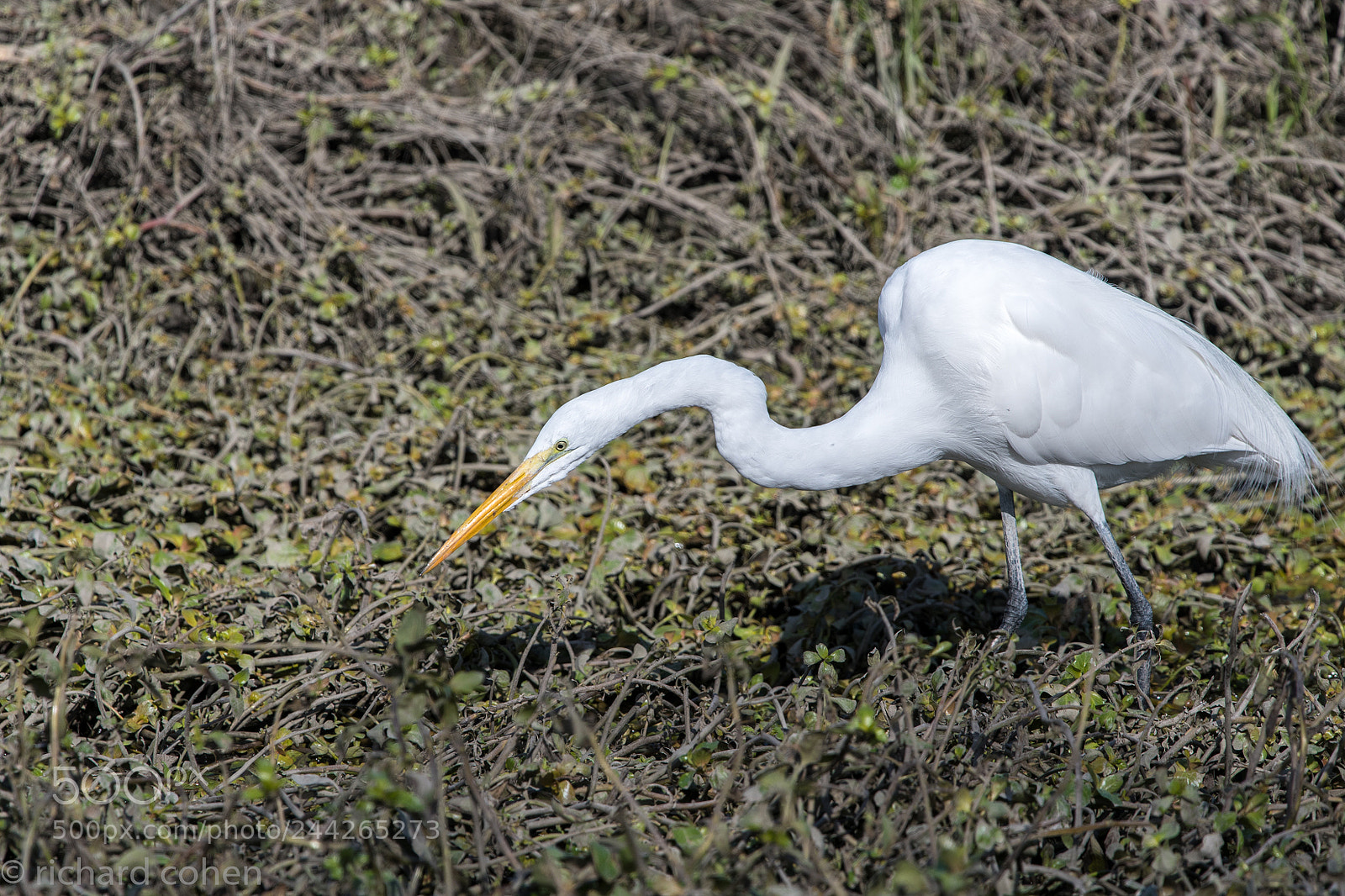 Nikon D500 sample photo. Egret hunting... photography