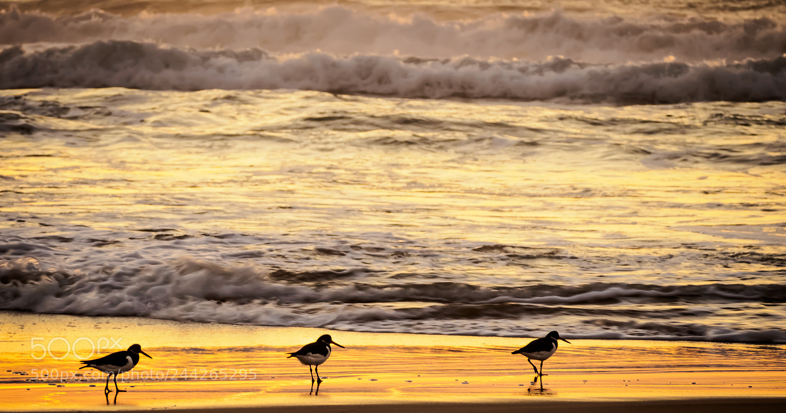 Olympus OM-D E-M10 sample photo. Three little birds photography