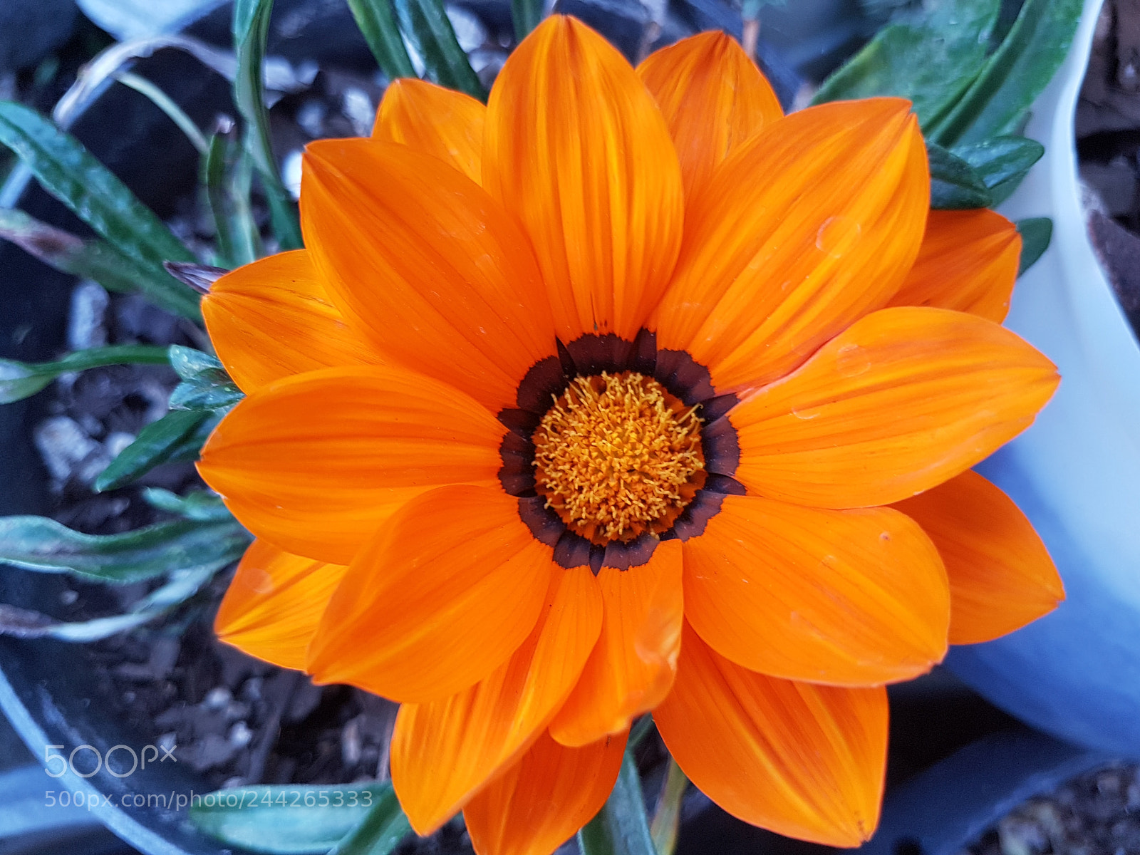 Samsung Galaxy S7 sample photo. Orange flower photography