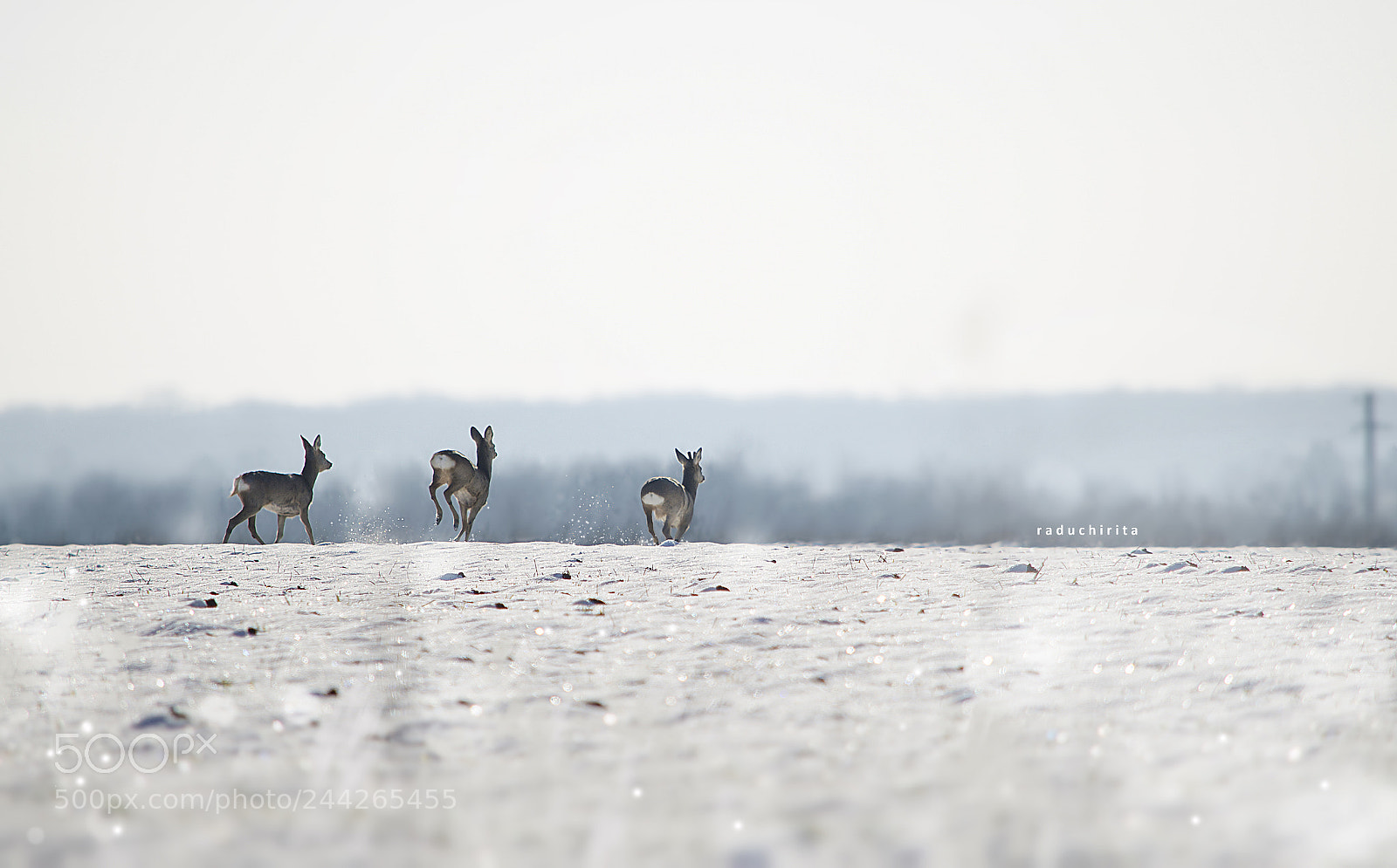 Nikon D5100 sample photo. Deer / wildlife photography