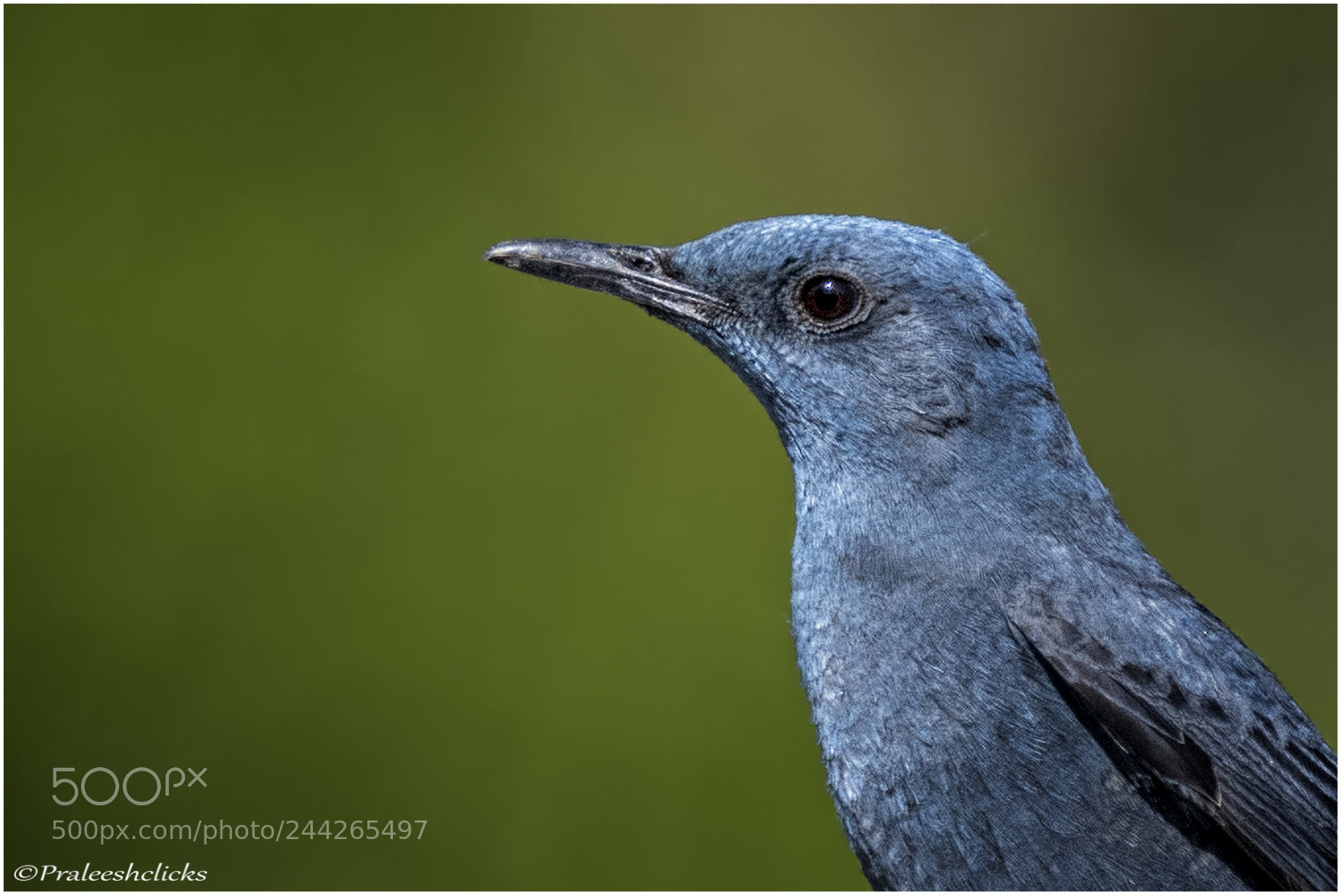 Nikon D500 sample photo. Blue rock thrush photography