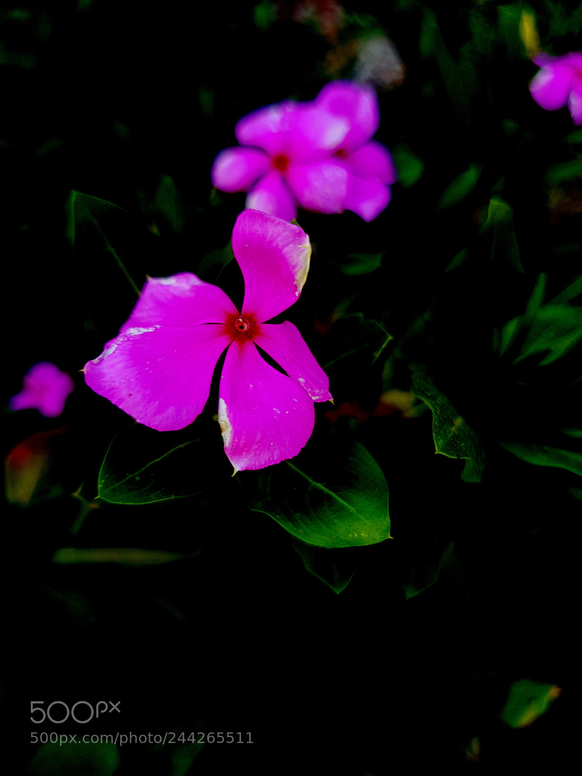 Samsung Galaxy S8+ sample photo. Untitled photography