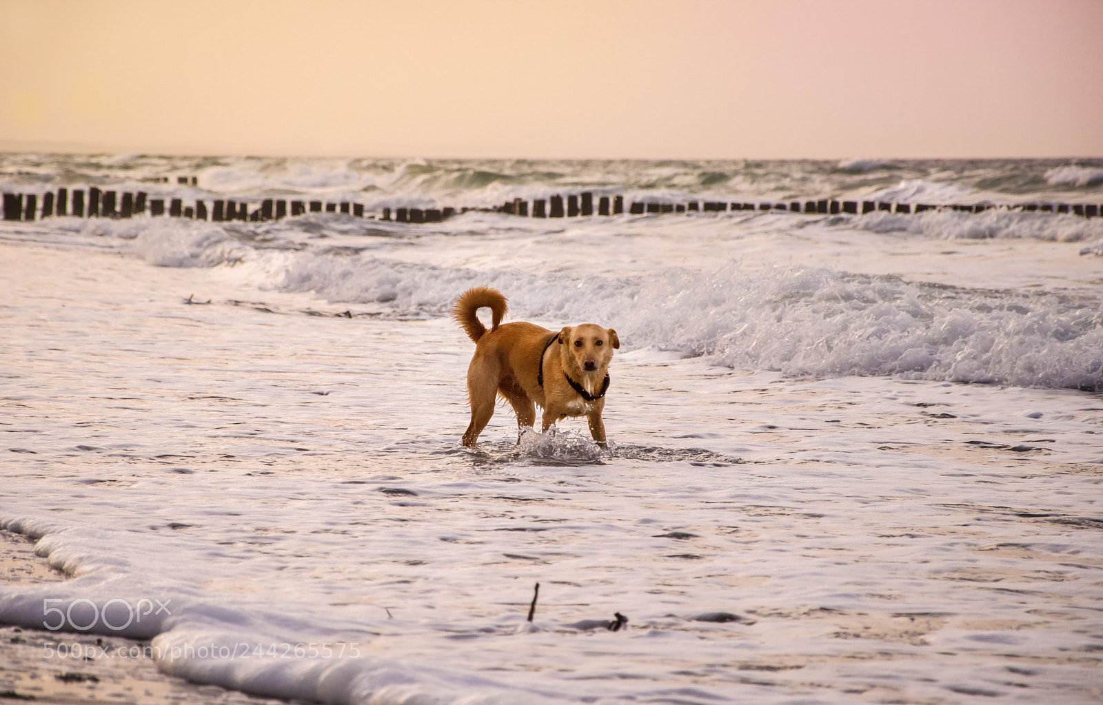Nikon D3200 sample photo. Hundestrand photography