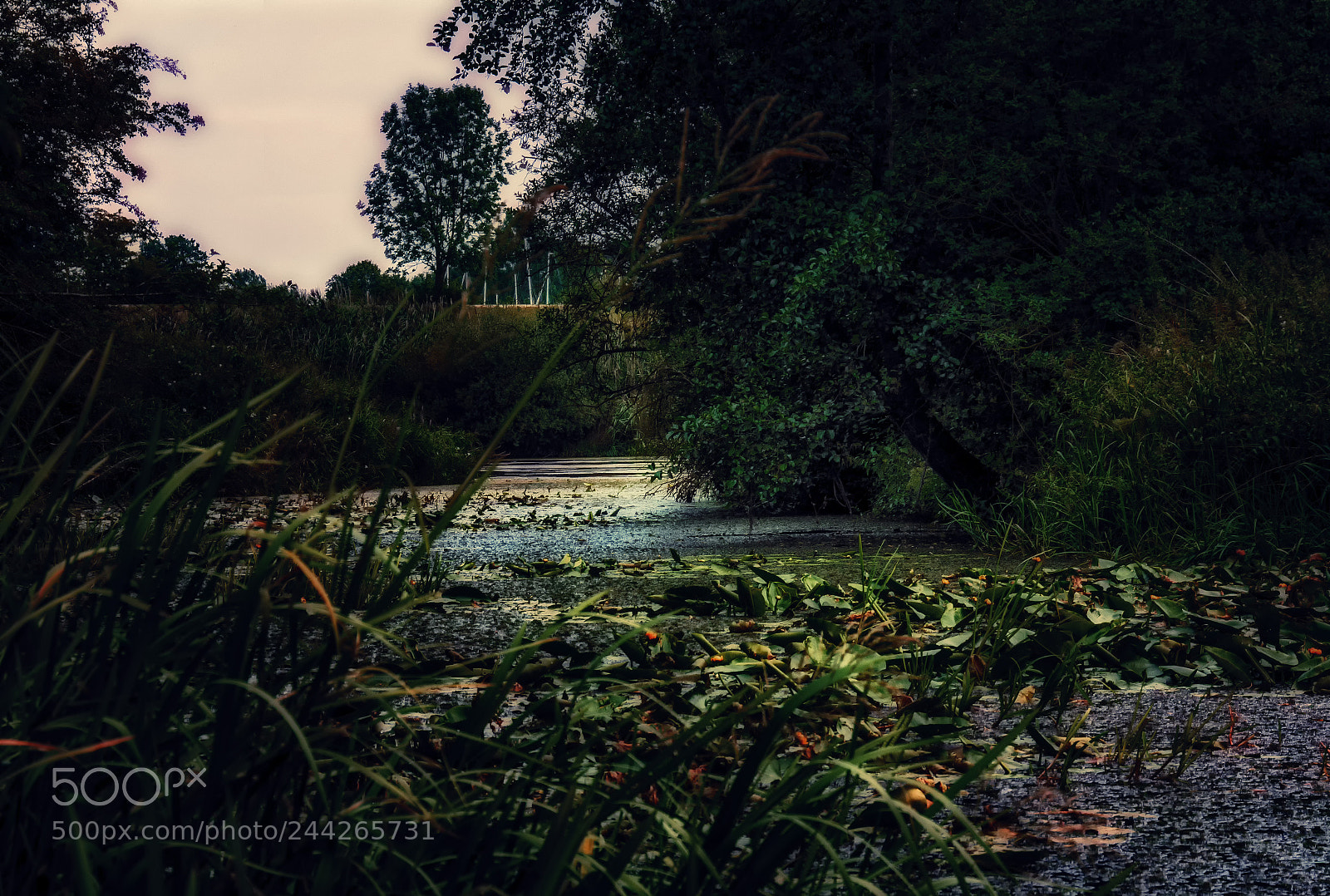 Nikon D7100 sample photo. Dark water photography