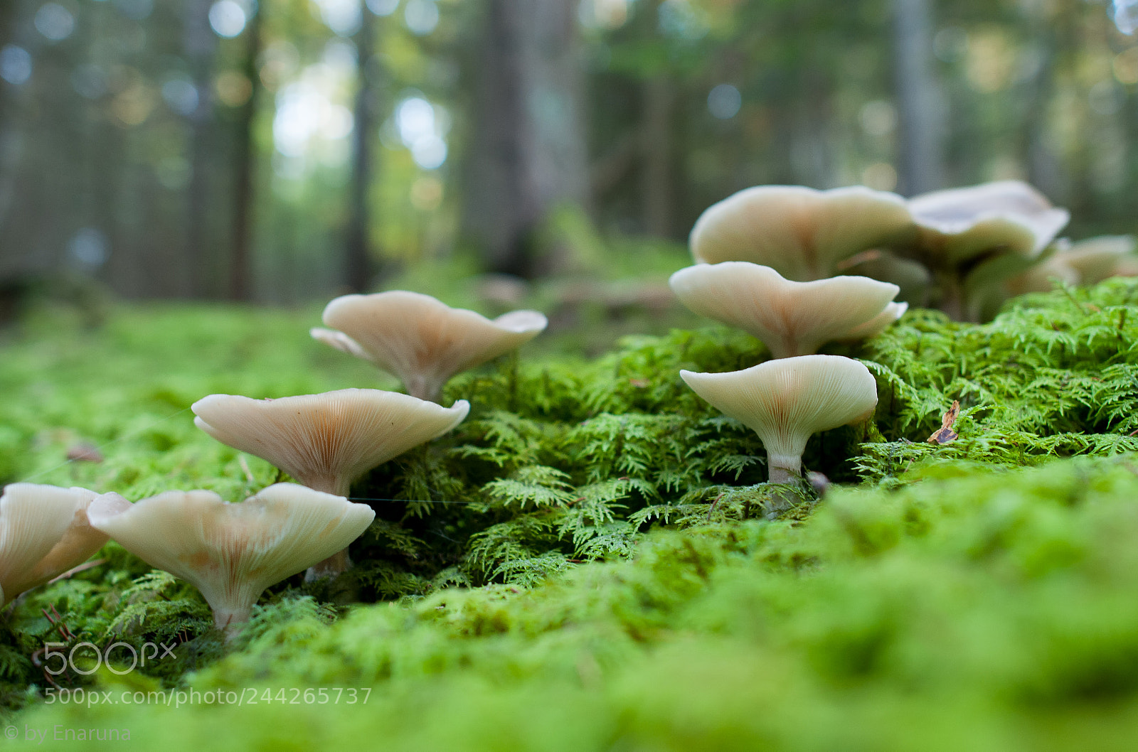 Nikon D300S sample photo. Fairy ring photography