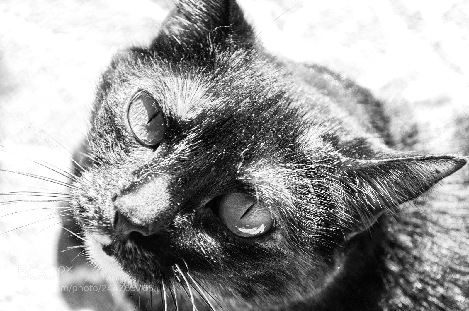 Nikon D5000 sample photo. Otal photography