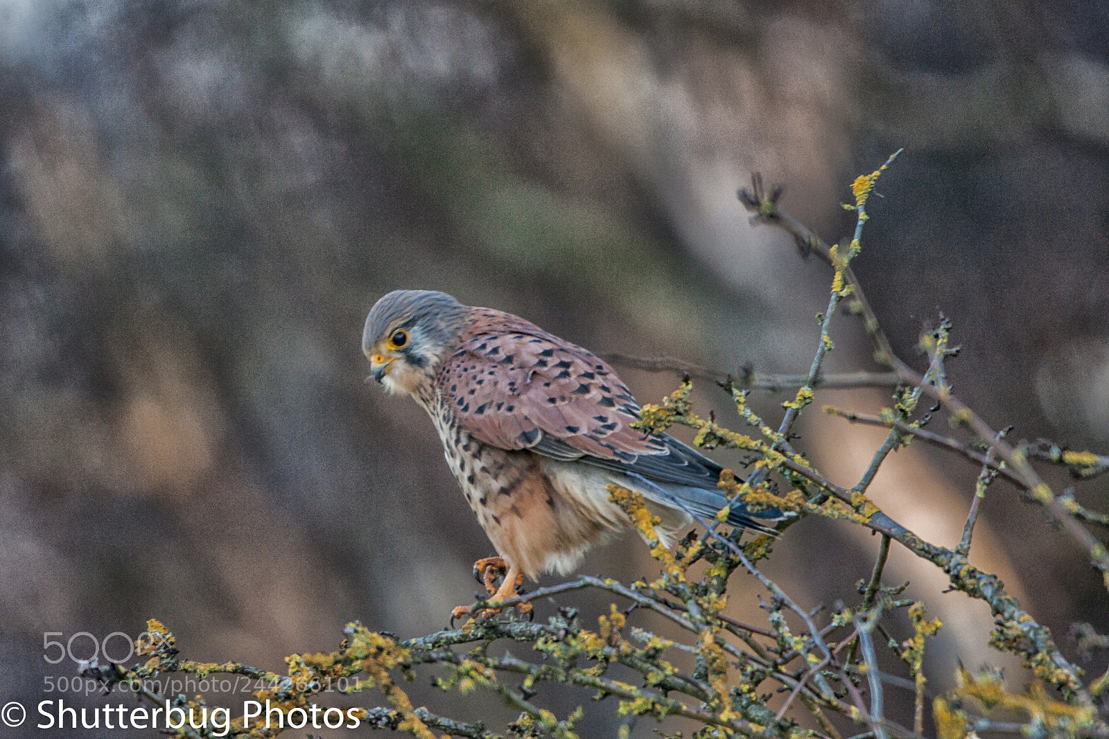 Canon EOS 40D sample photo. Eye on the prize photography