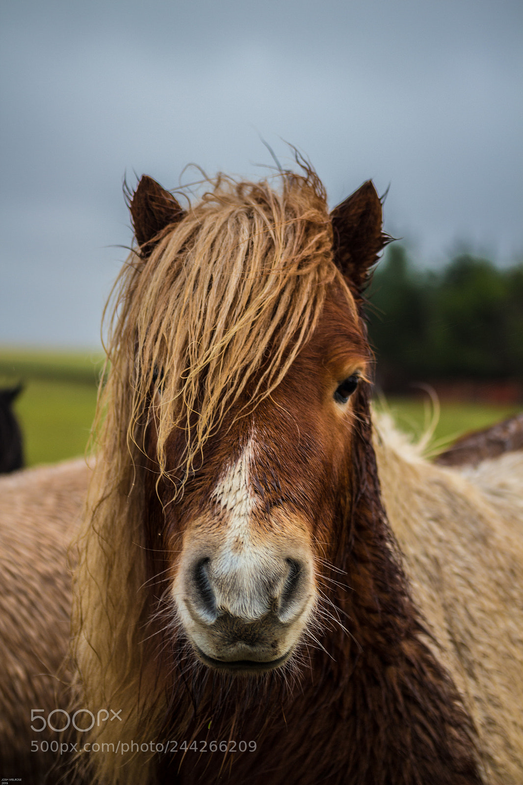 Canon EOS 100D (EOS Rebel SL1 / EOS Kiss X7) sample photo. Pony photography