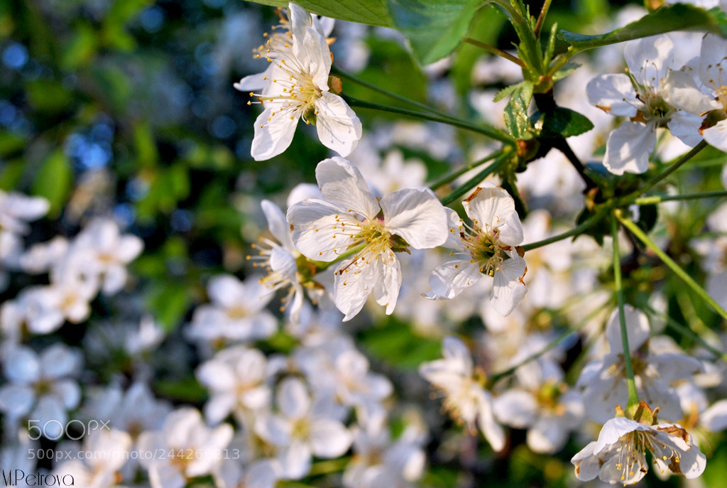 Nikon D3000 sample photo. Spring vibes photography