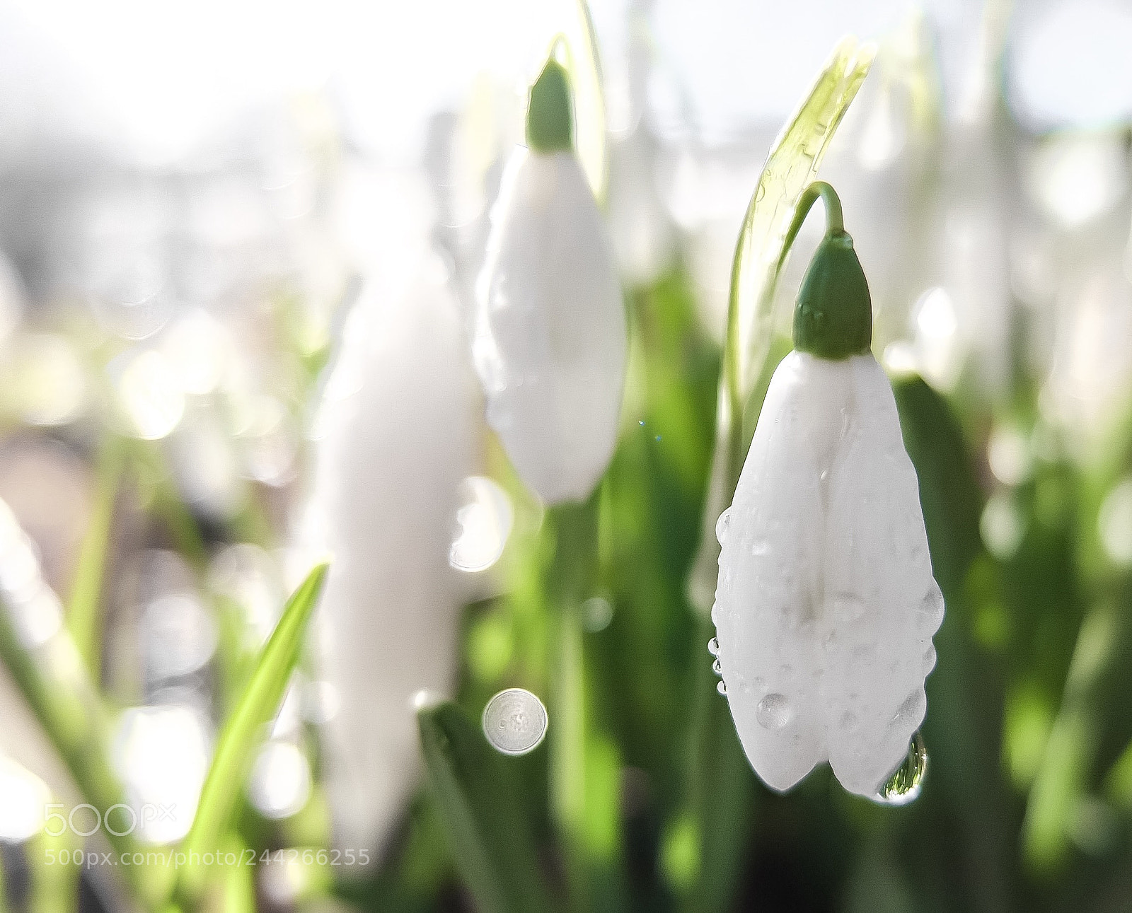Fujifilm X10 sample photo. Snowdrops ii photography