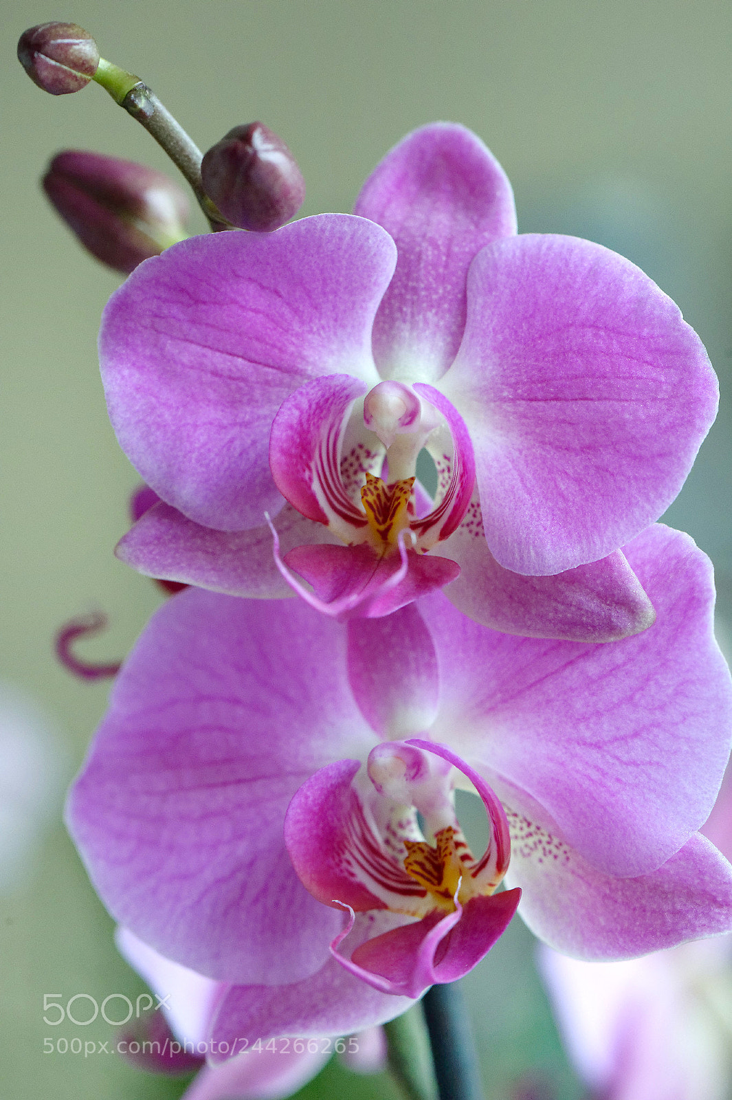 Nikon D4 sample photo. You said beauty? photography