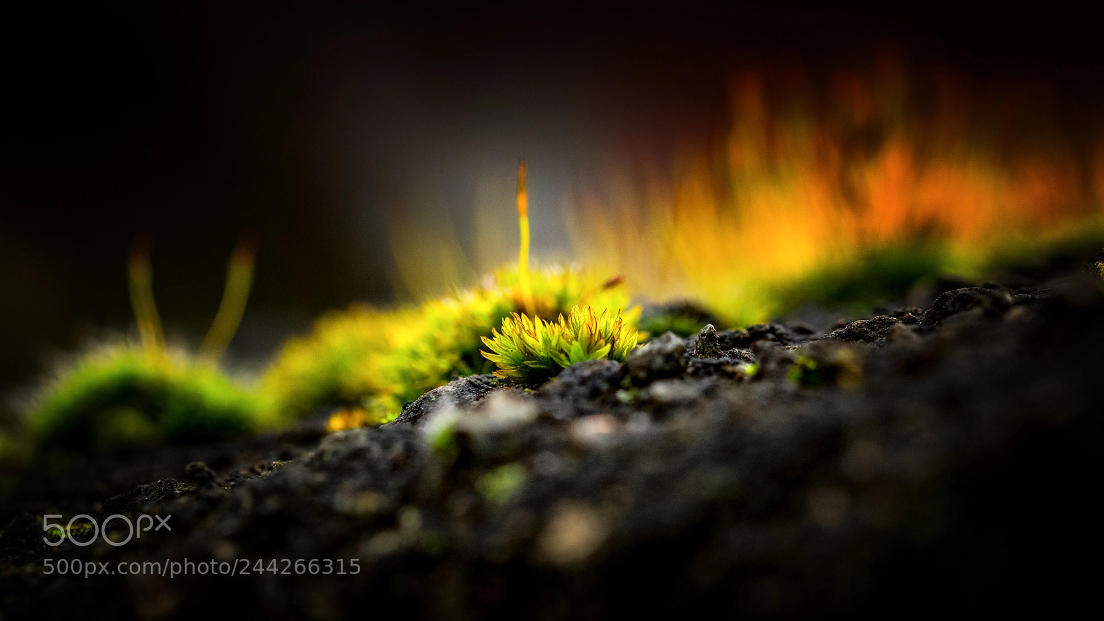 Nikon D500 sample photo. Volcanic vision photography