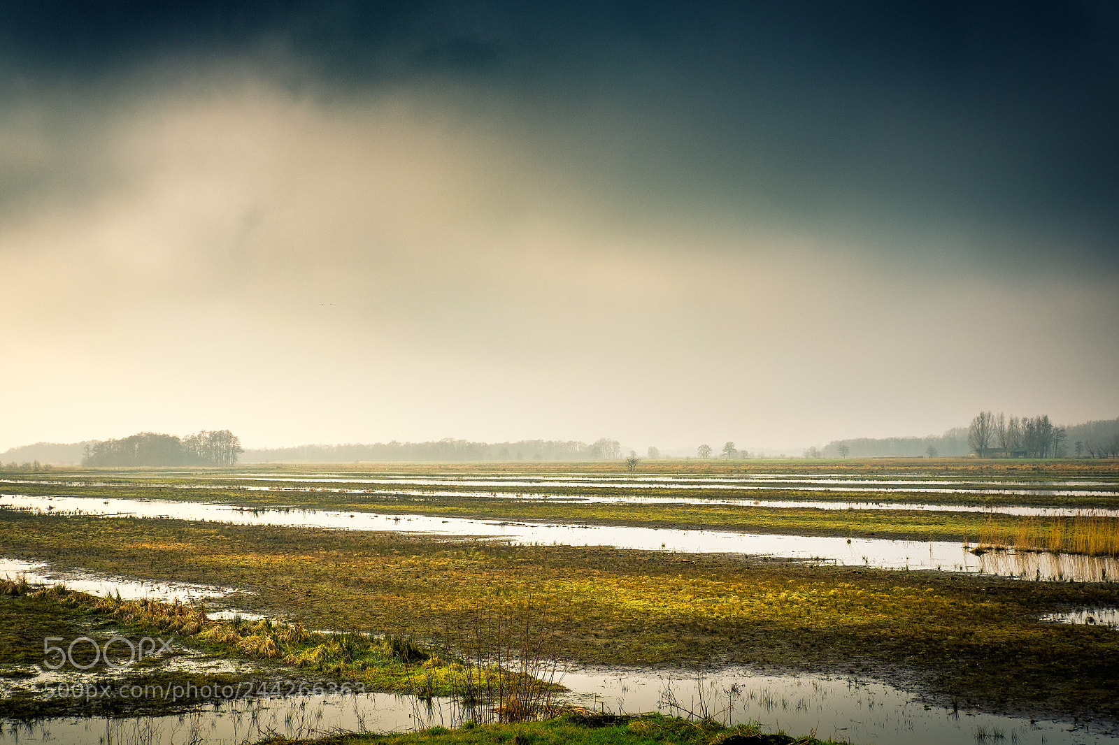 Fujifilm X-E2 sample photo. Dutch winterview, swamp.... photography