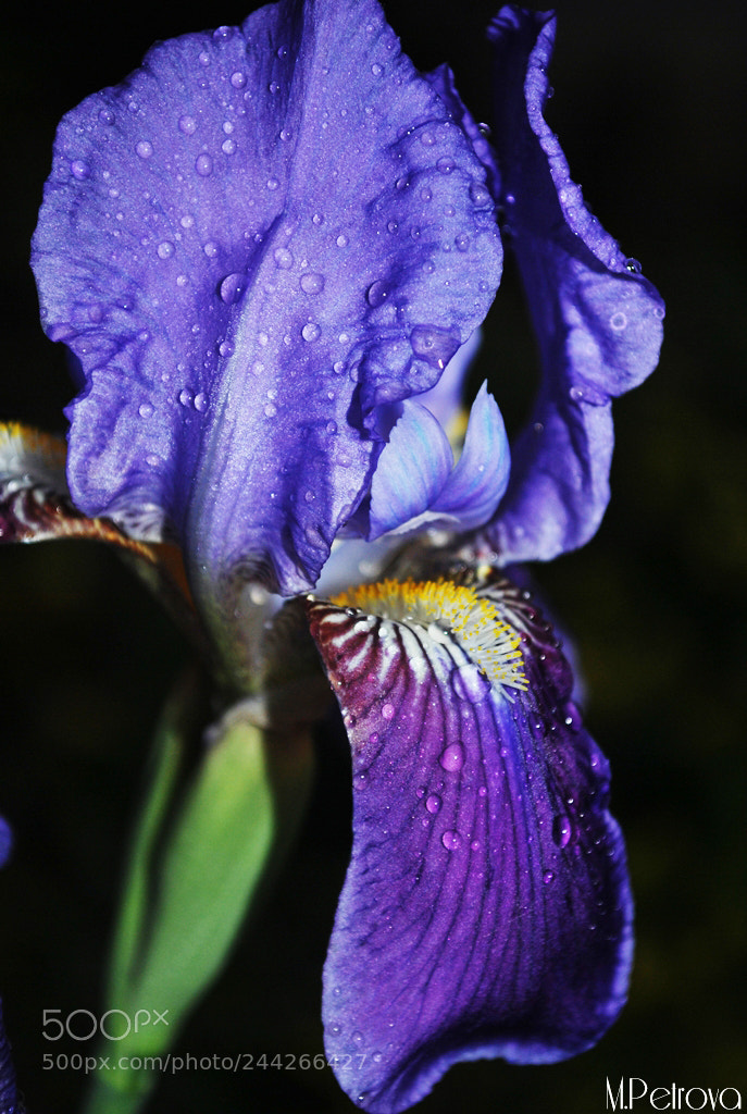 Nikon D3000 sample photo. Purple beauty photography