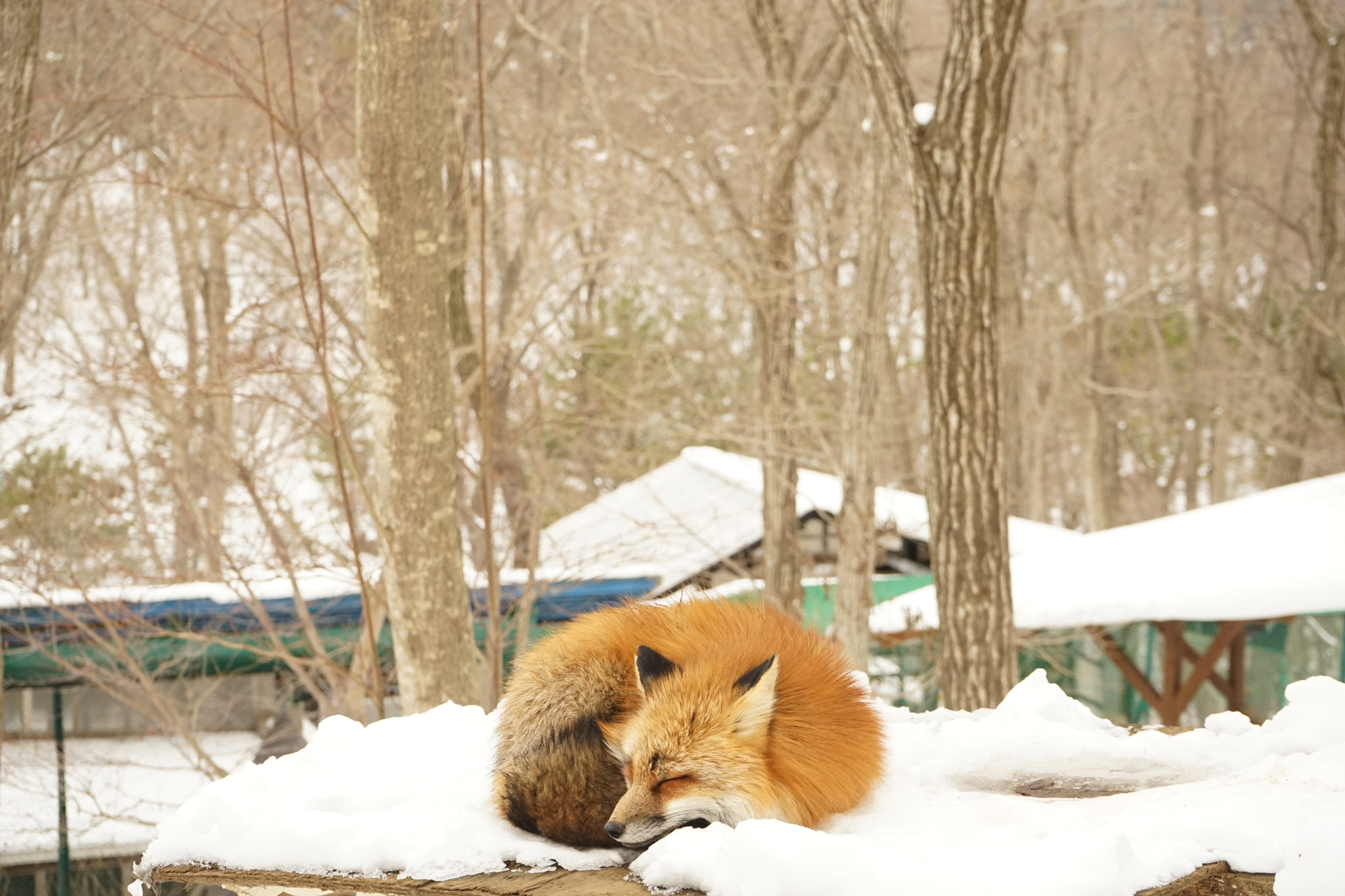 Sony FE 28-70mm F3.5-5.6 OSS sample photo. Sleeping fox photography