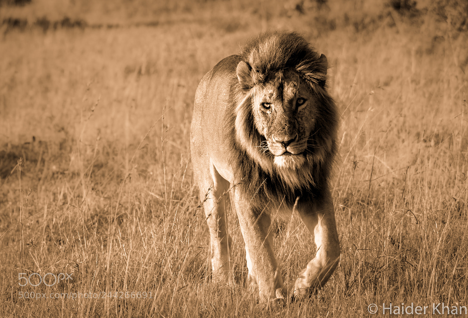 Nikon D7100 sample photo. Lion king photography
