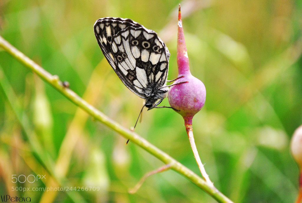 Nikon D3000 sample photo. Butterfly photography