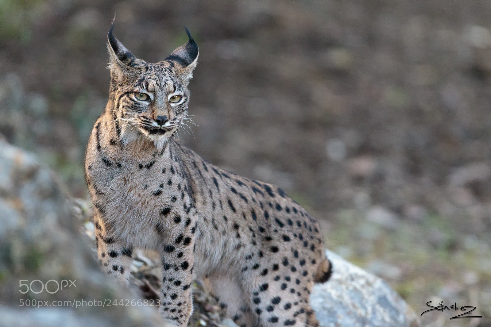 Canon EOS 7D Mark II sample photo. Lince ibérico photography