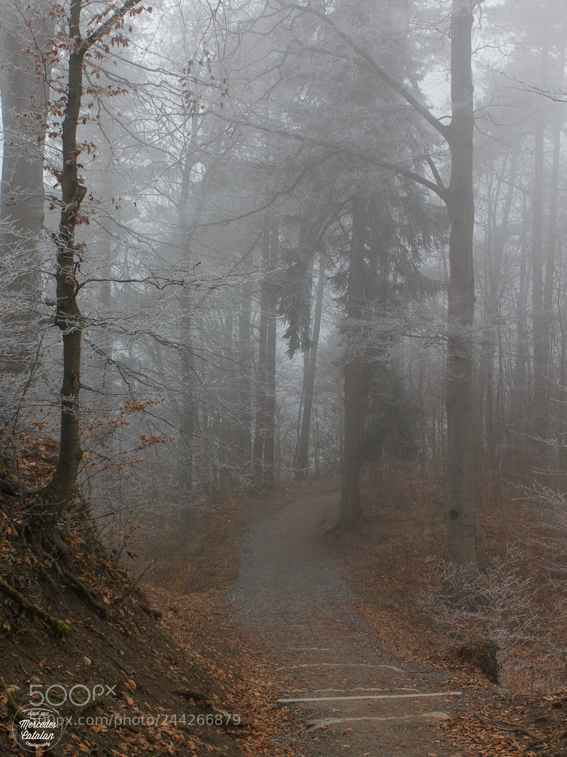 Canon EOS 1200D (EOS Rebel T5 / EOS Kiss X70 / EOS Hi) sample photo. Eerie morning photography