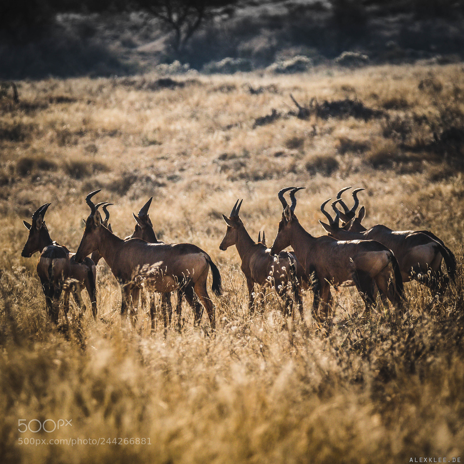Canon EOS 7D Mark II sample photo. The red hartebeest photography