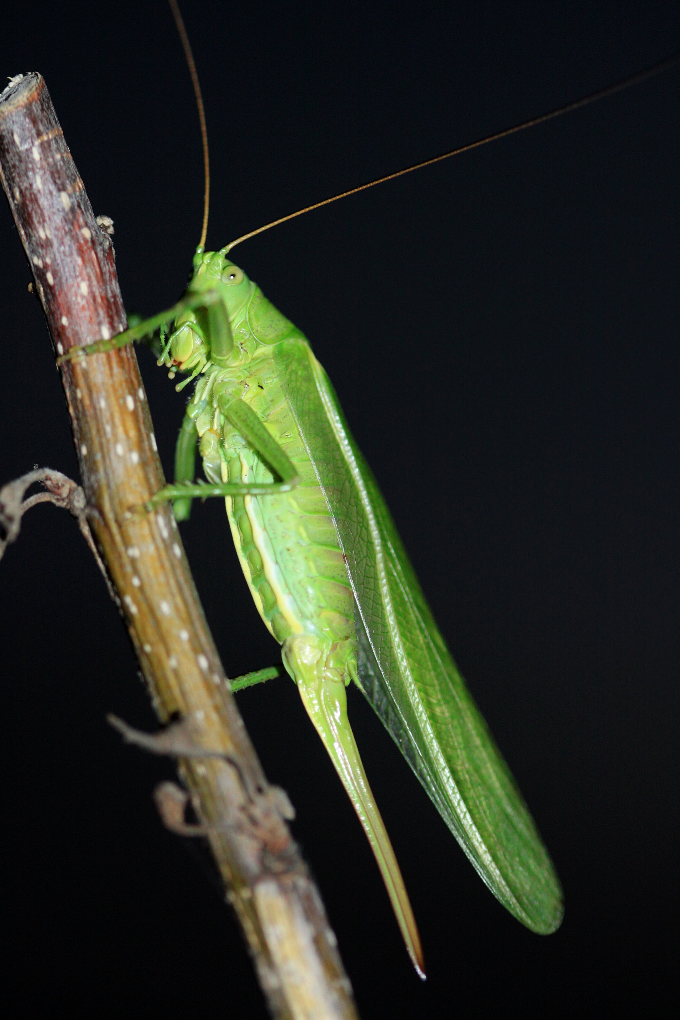 Canon EF 100mm F2.8 Macro USM sample photo. Big green grasshopper photography