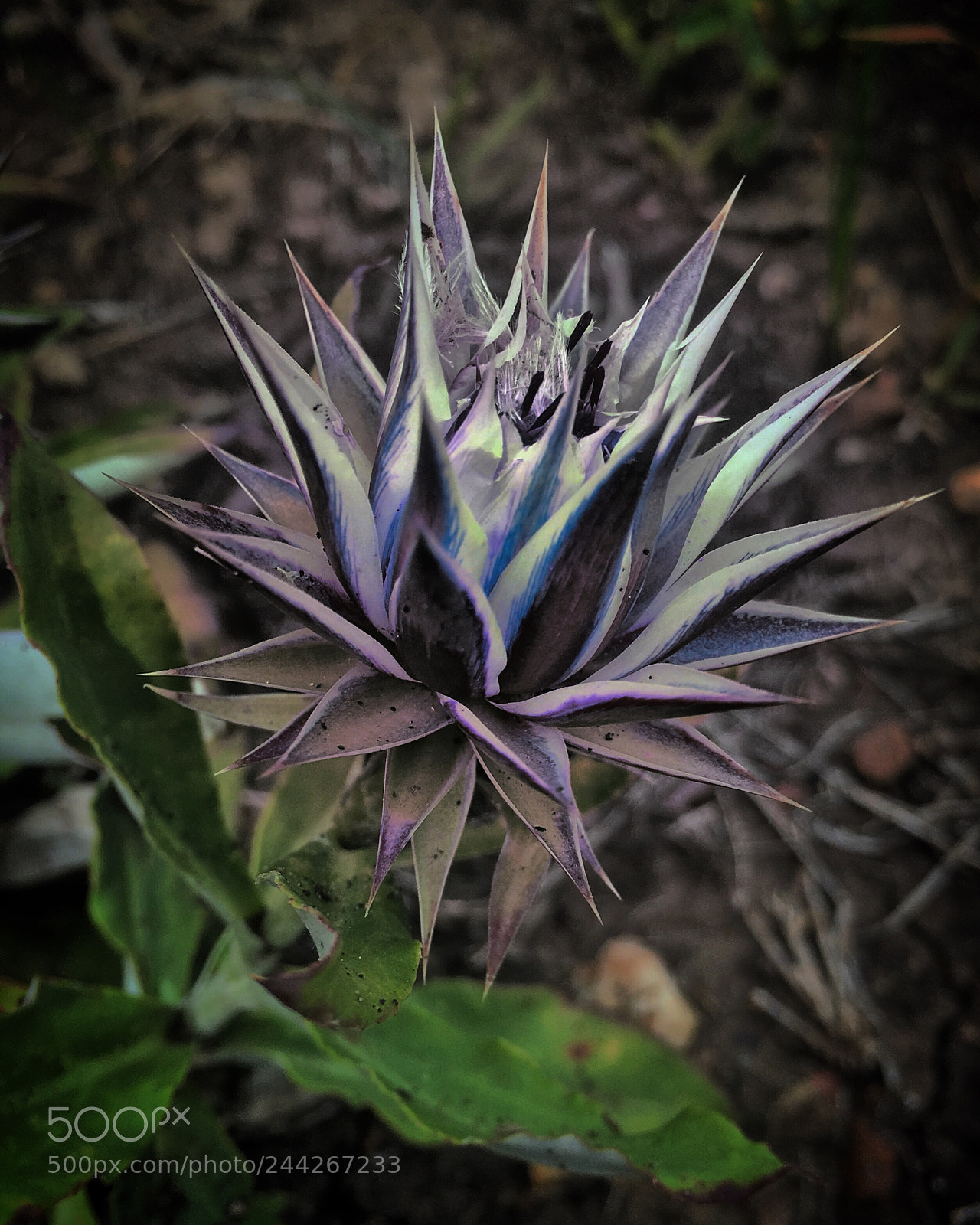 Apple iPhone 6s sample photo. A 2cm wild flower photography