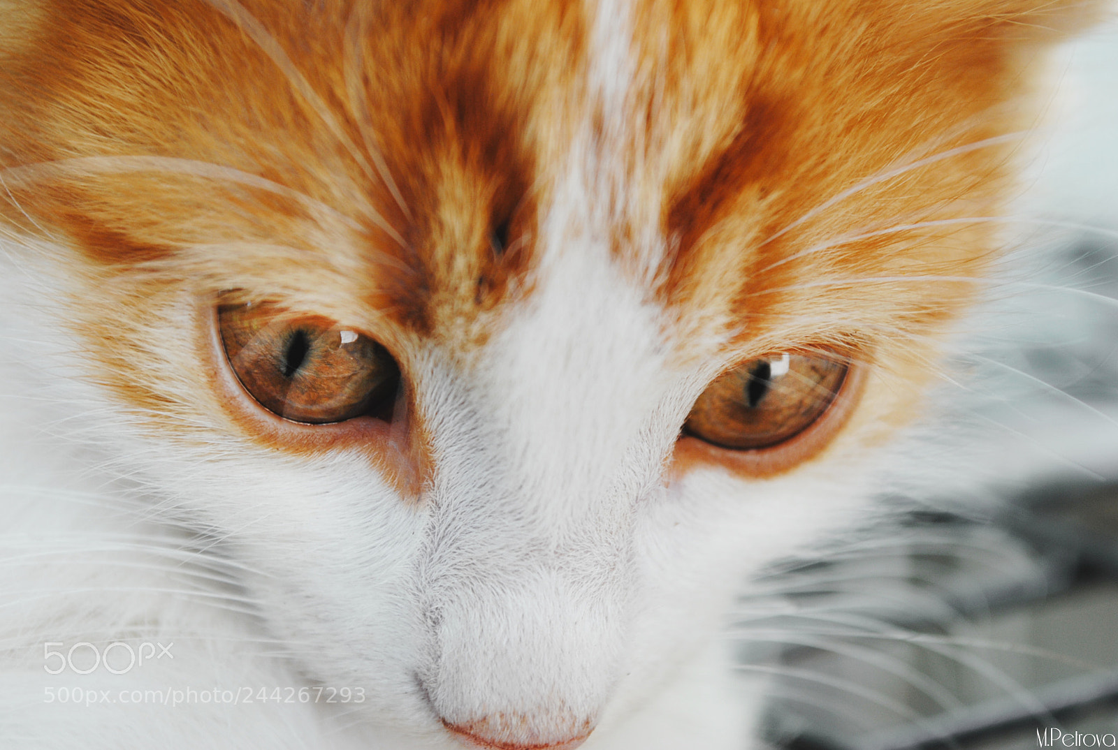 Nikon D3000 sample photo. Shy kitty photography