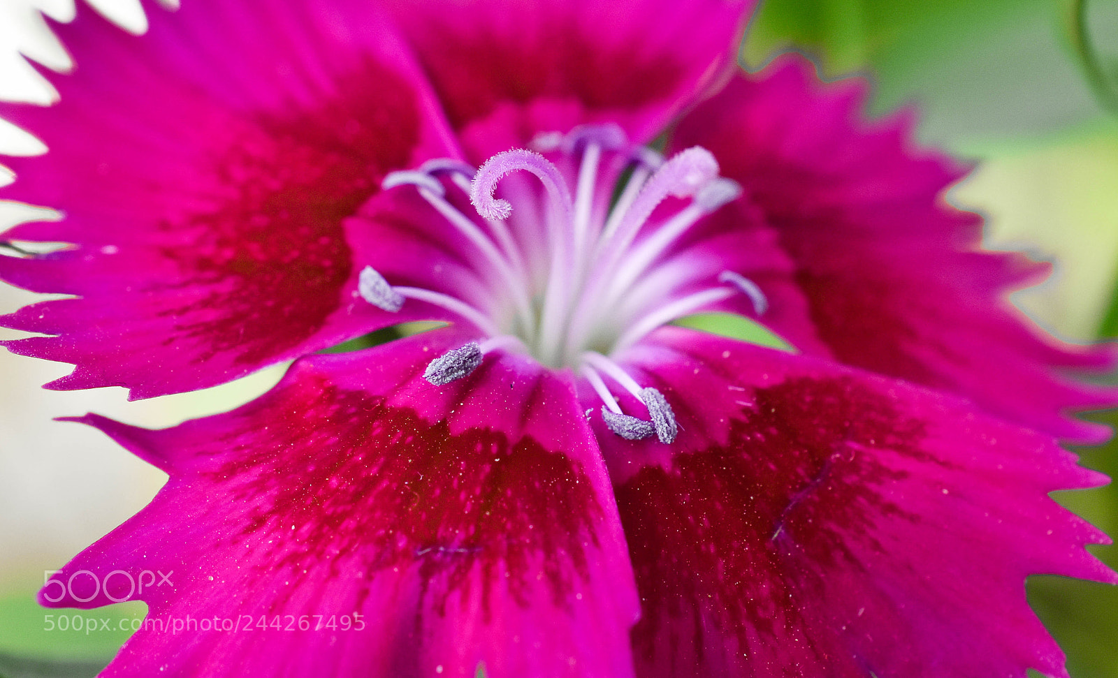 Nikon D5500 sample photo. Rsj photography