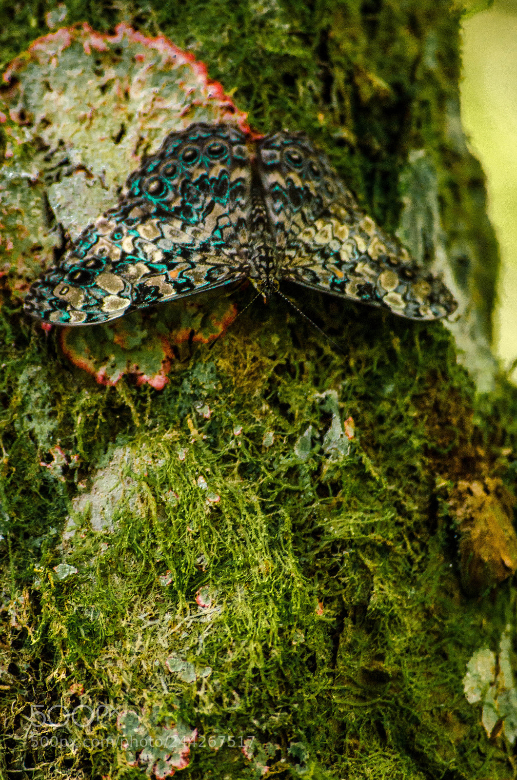 Nikon D5100 sample photo. Natural colors photography