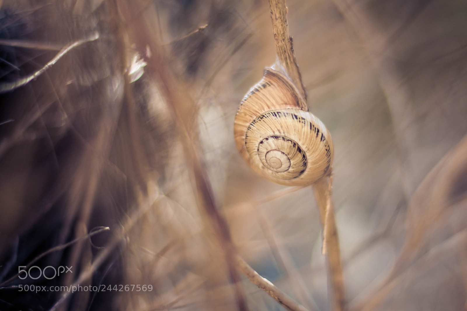 Canon EOS 500D (EOS Rebel T1i / EOS Kiss X3) sample photo. Snail photography