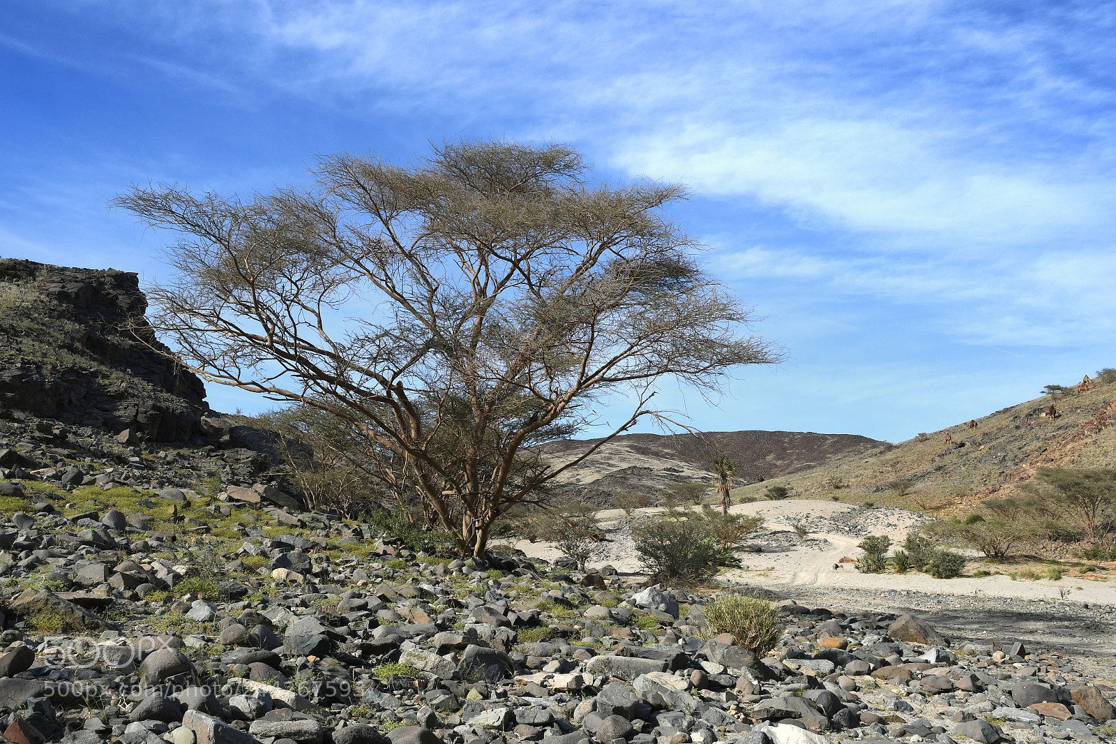 Nikon D500 sample photo. Wadi rabigh photography