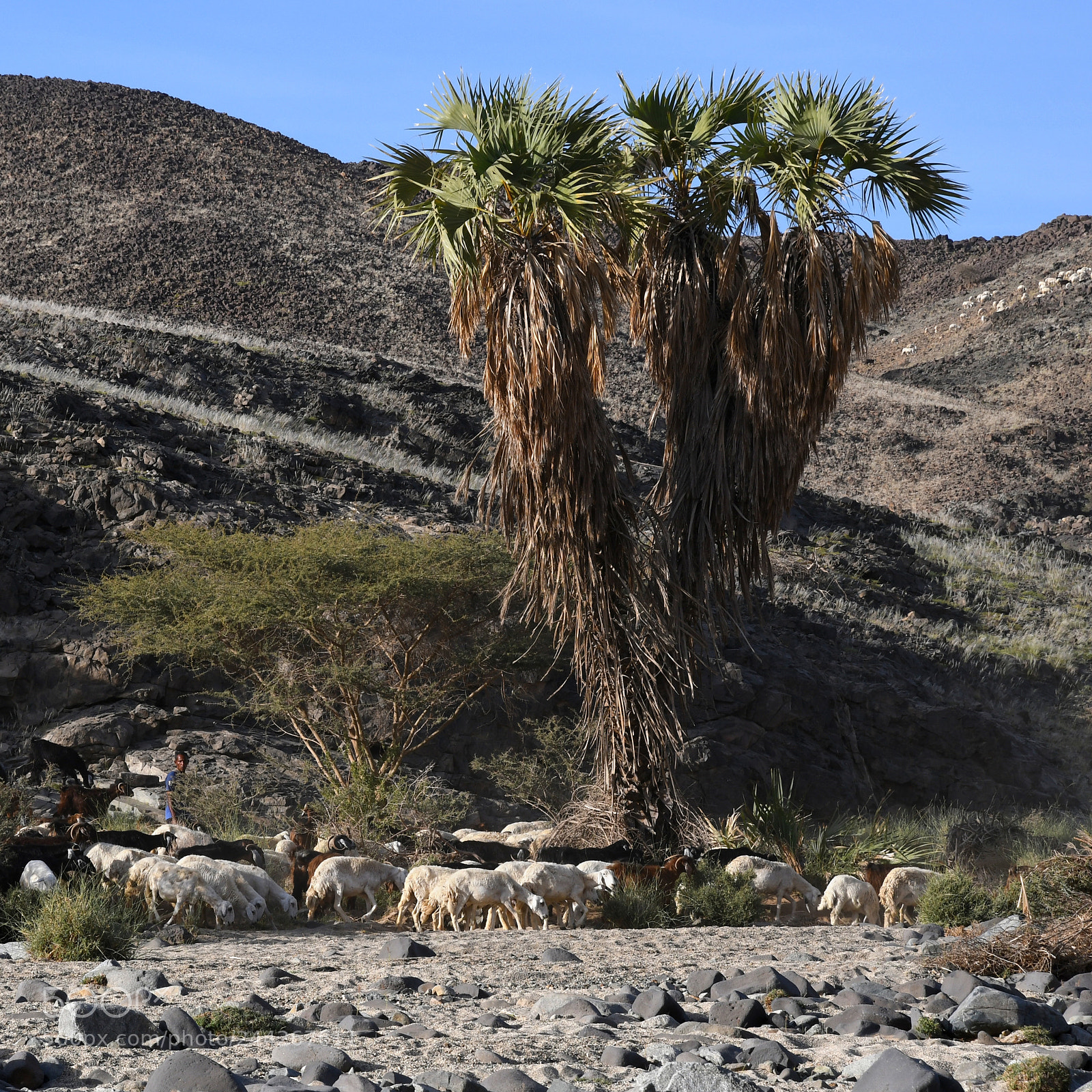 Nikon D500 sample photo. Wadi rabigh photography